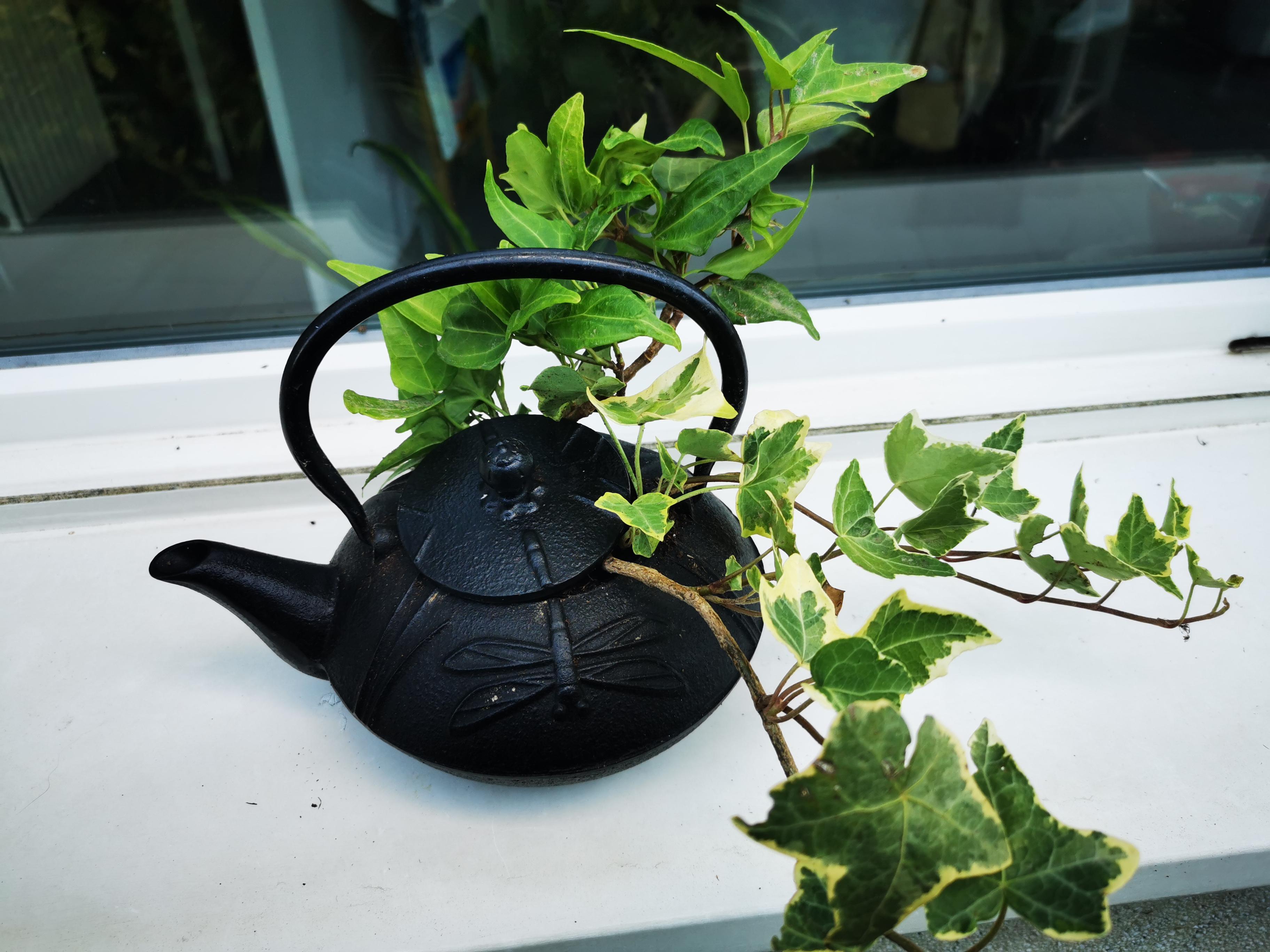 troc de troc plantes image 0