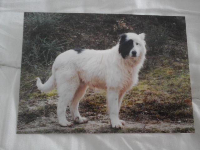 troc de troc carte postale chien de berger noir & blanc image 2
