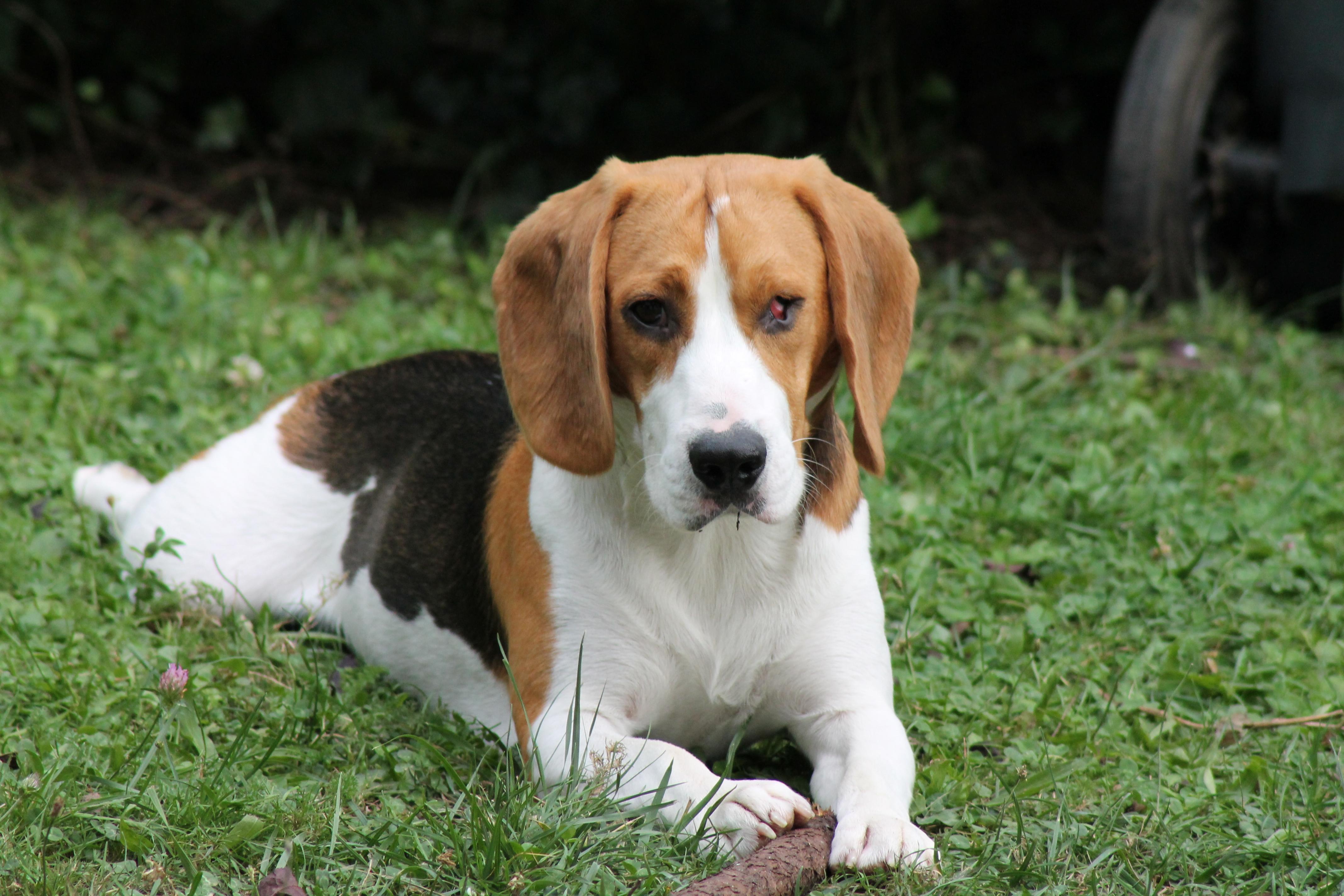 troc de troc cherche gardes régulières chien (beagle) en semaine 91 image 0