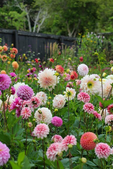 troc de troc je recherche des dahlias image 1