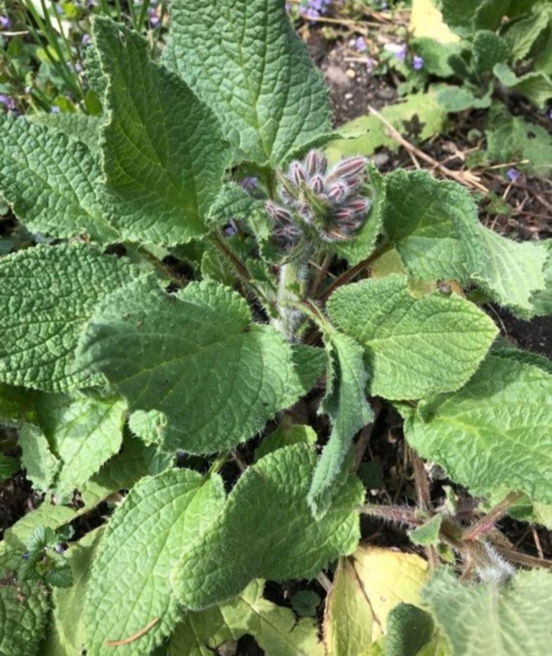 troc de troc plant de bourrache image 1