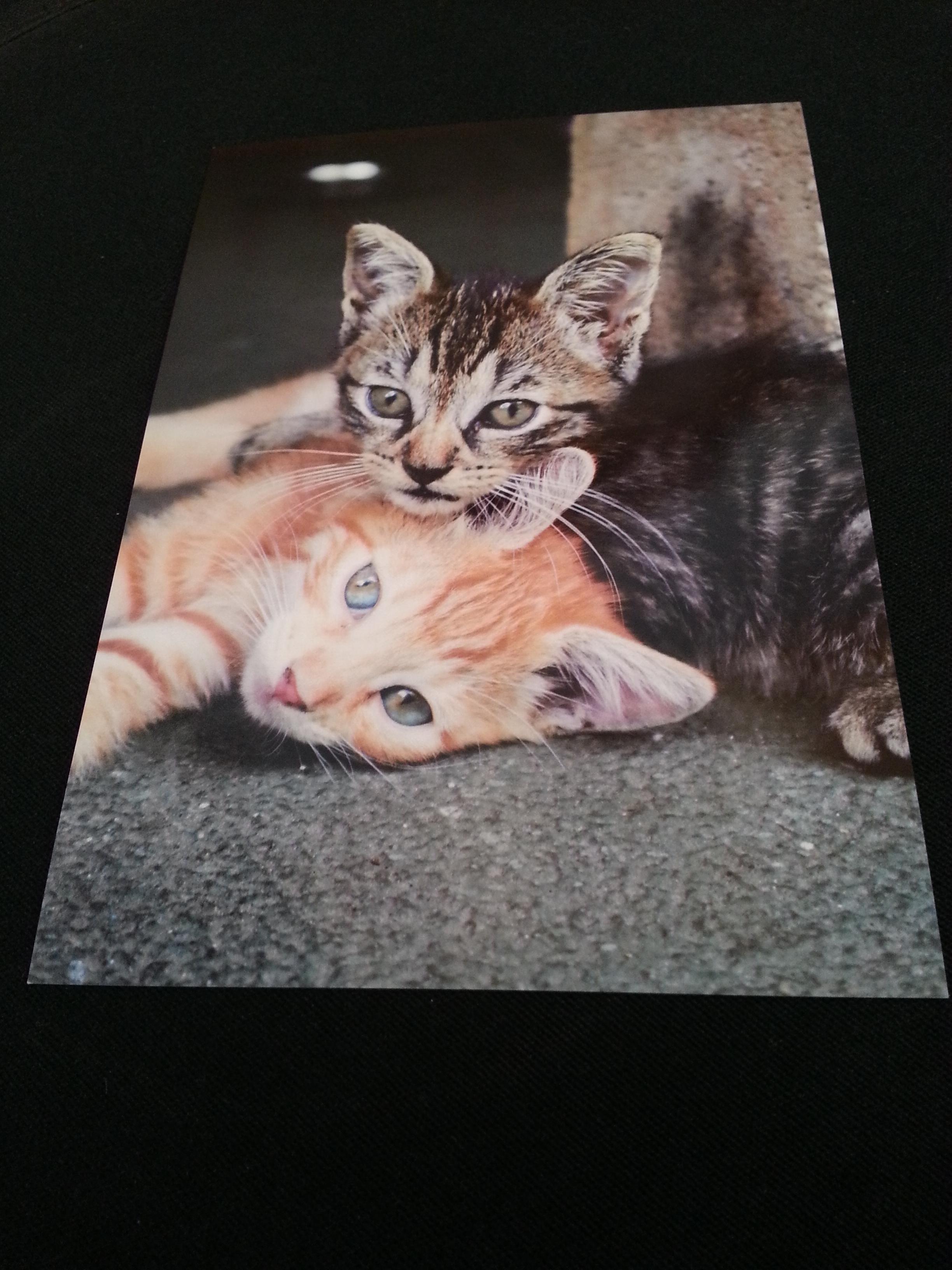 troc de troc carte " 2 chats " format portrait ht 14.8 cm x 10.5 image 0