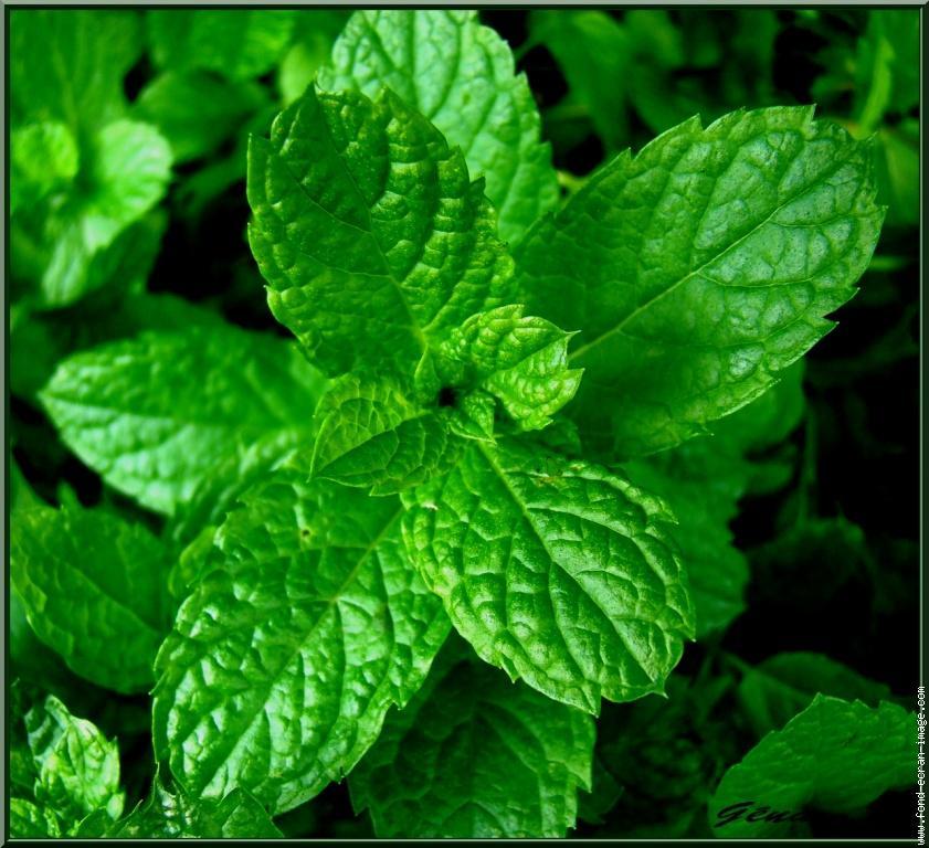 troc de troc menthe séchée bio -- image 0
