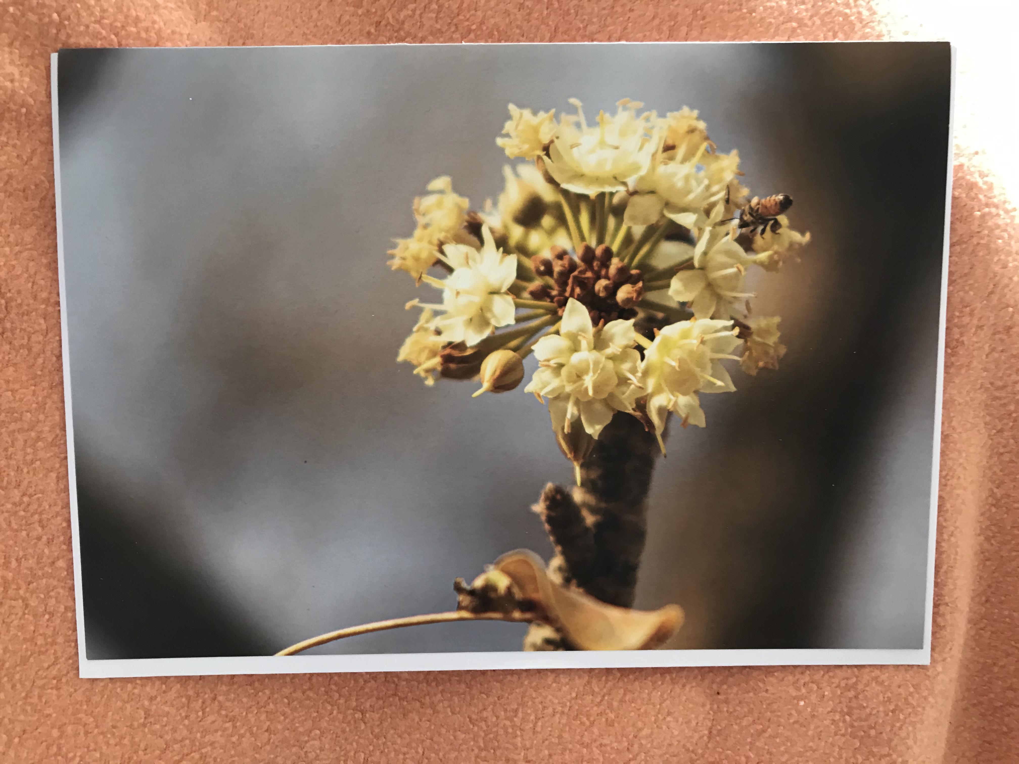 troc de troc grande carte & son enveloppe fleur butinée par une abeille image 0