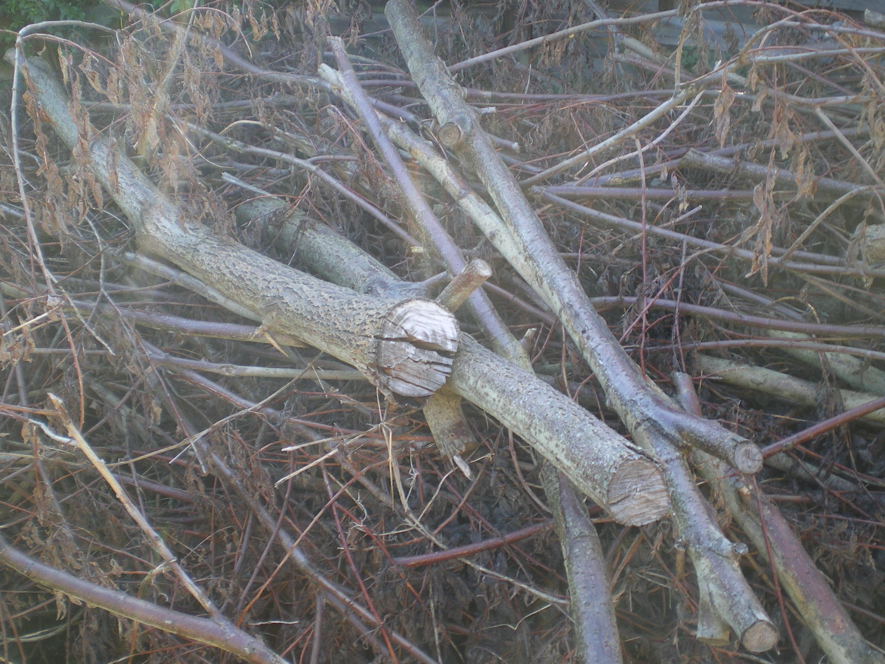 troc de troc un arbre (à recycler) + cabane de jardin image 1