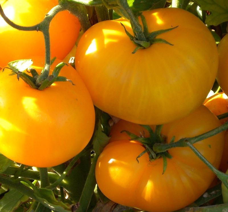 troc de troc ruptures graines de tomates lemon boy image 0
