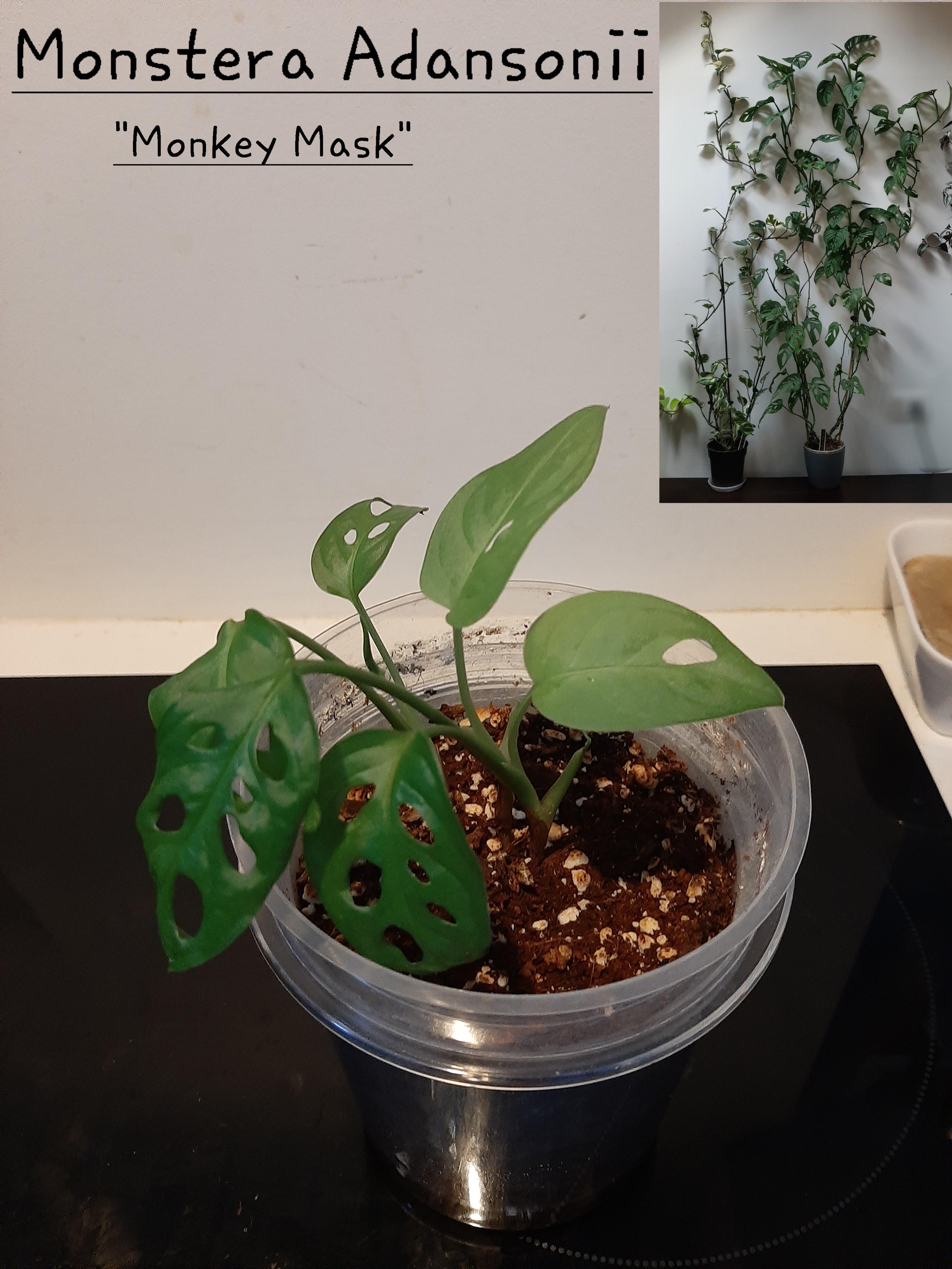 troc de troc monstera adansonii image 0