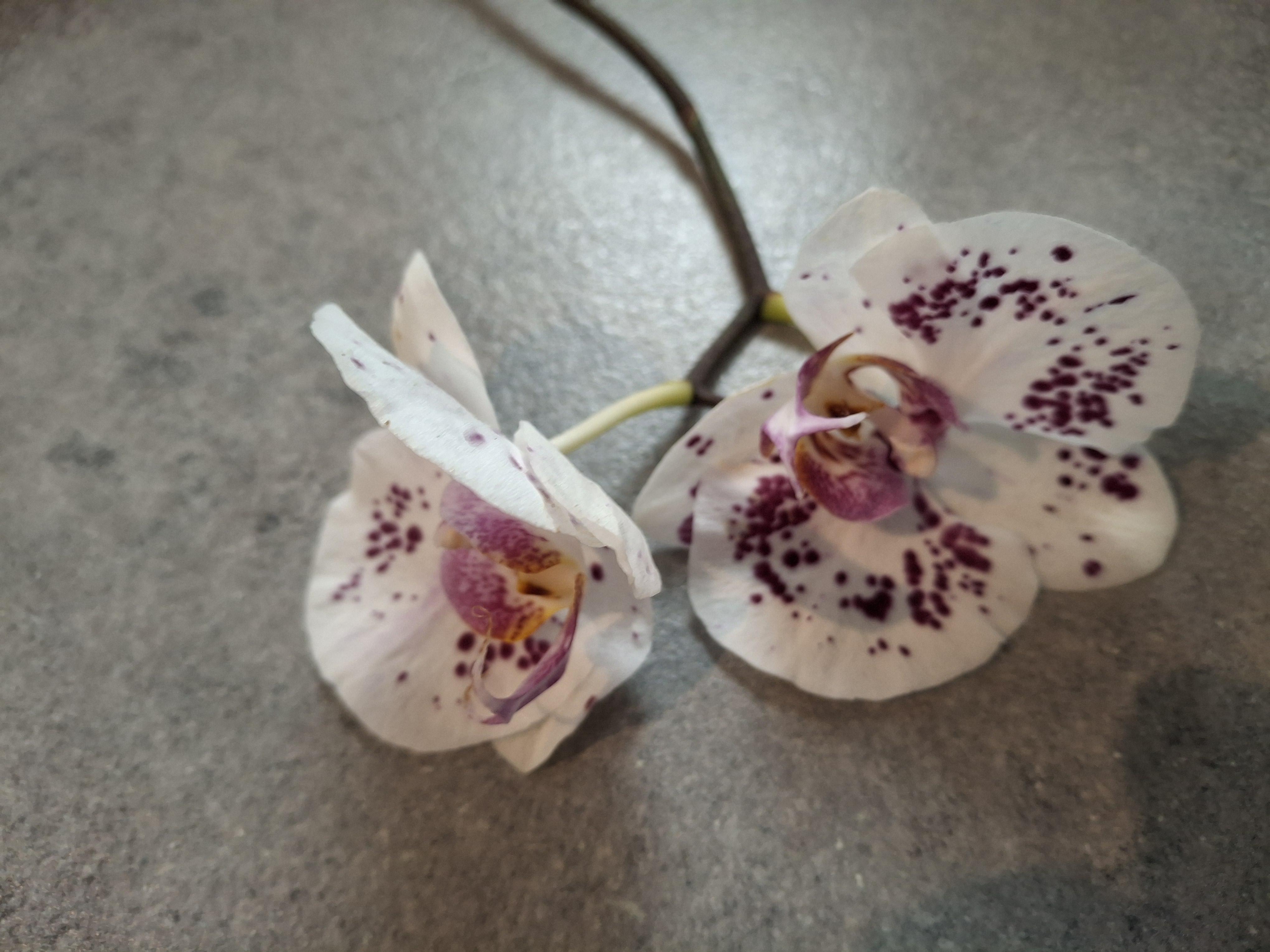 troc de troc recherche terreau orchidée image 0