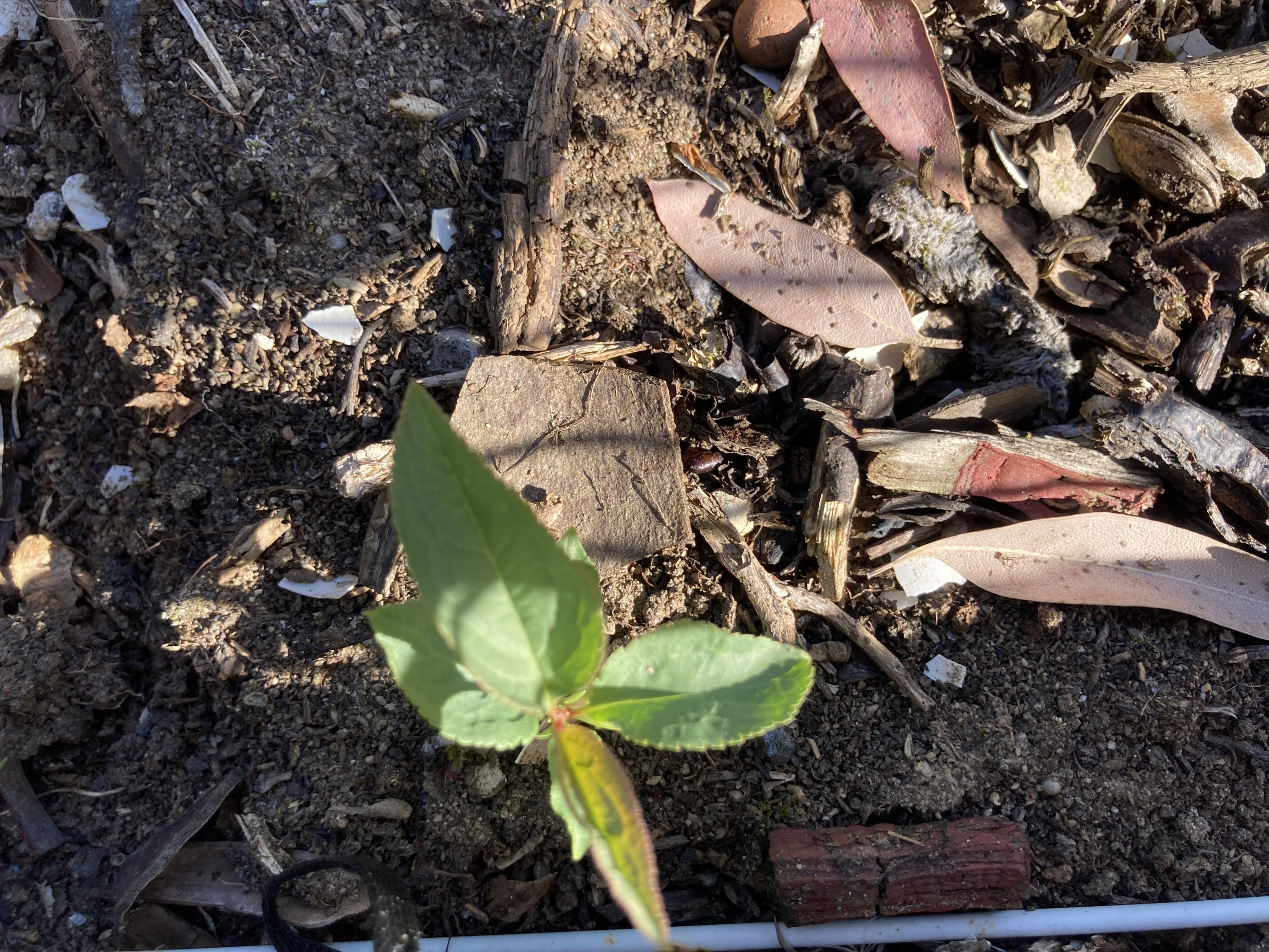 troc de troc jeune plant de prunier reine claude image 0