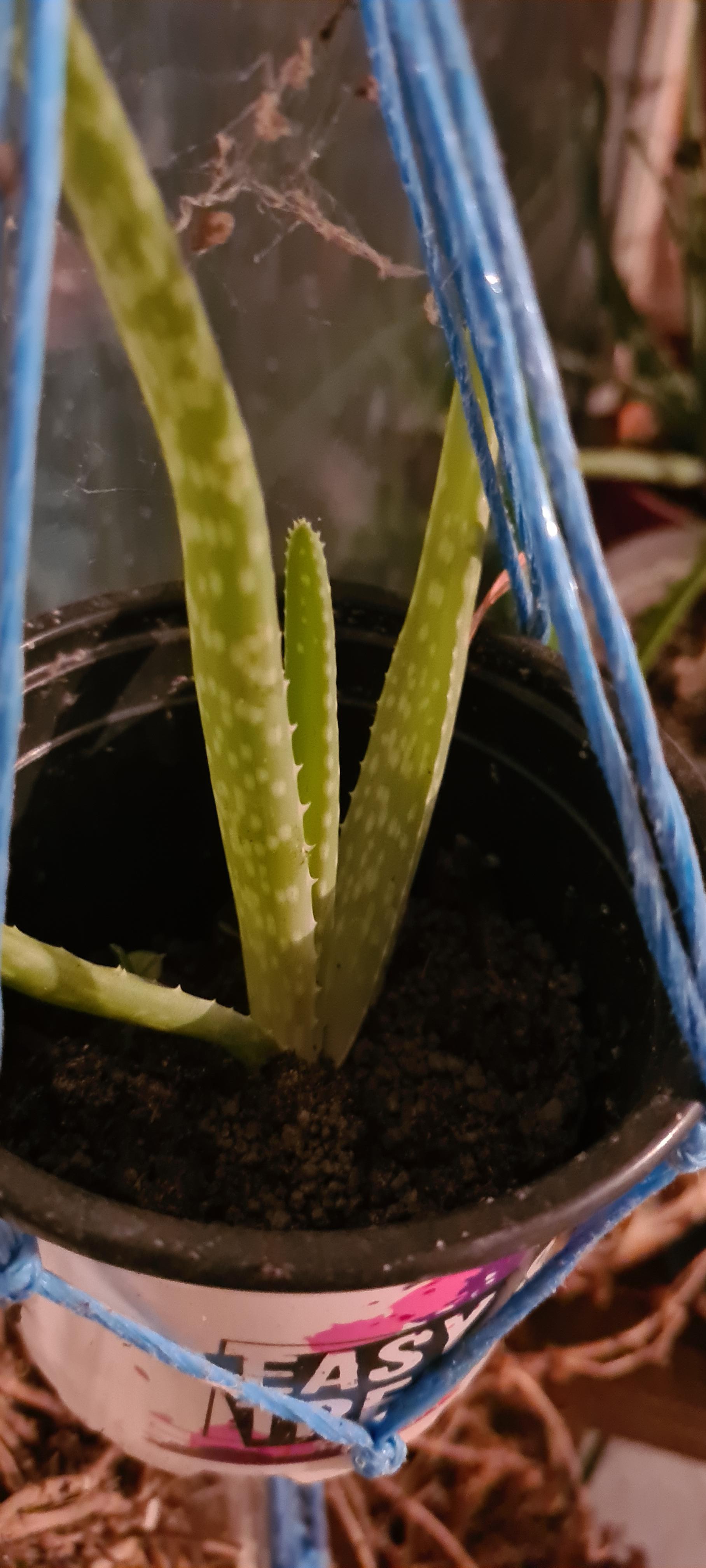 troc de troc aloe verra image 0