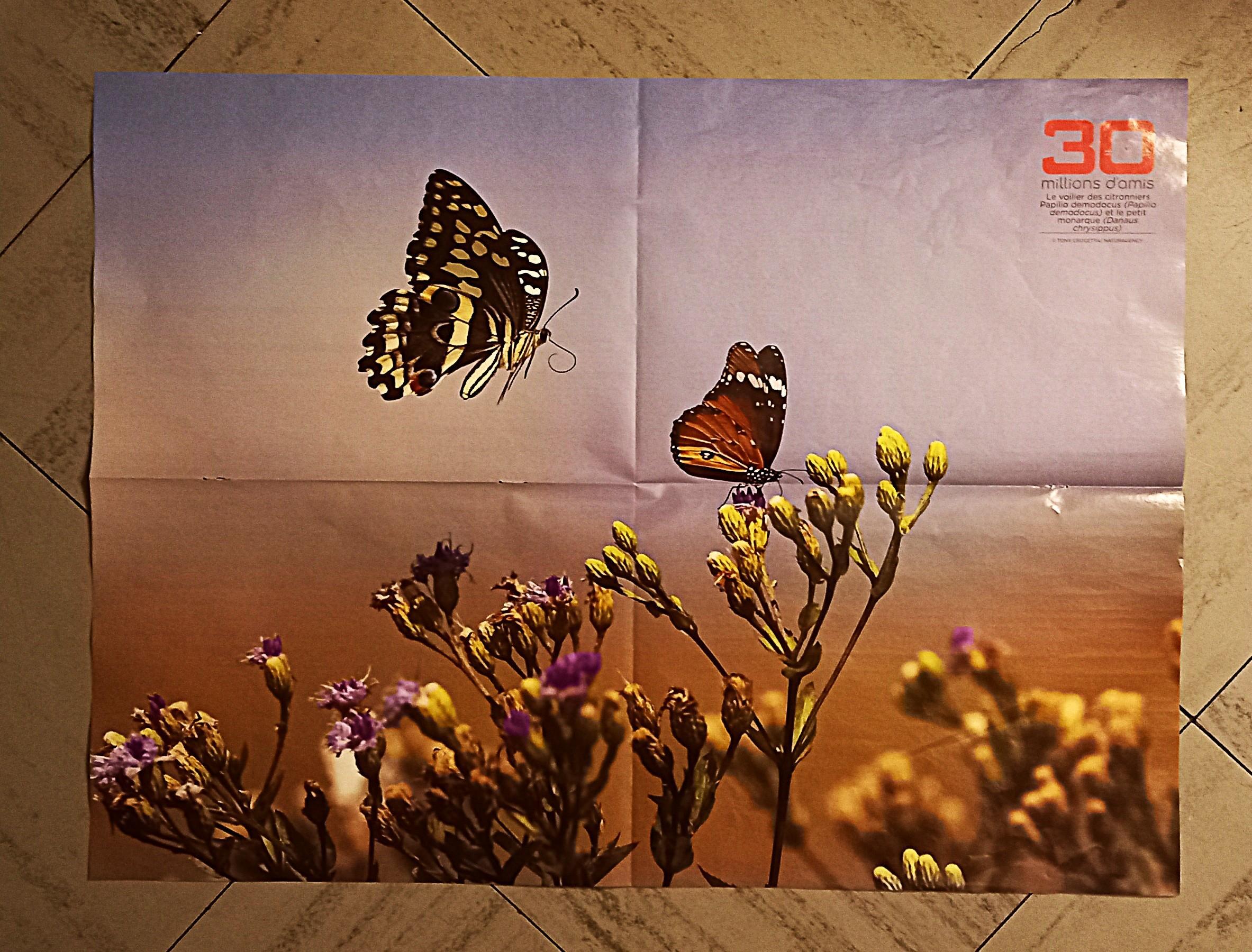 troc de troc poster papillons. image 0