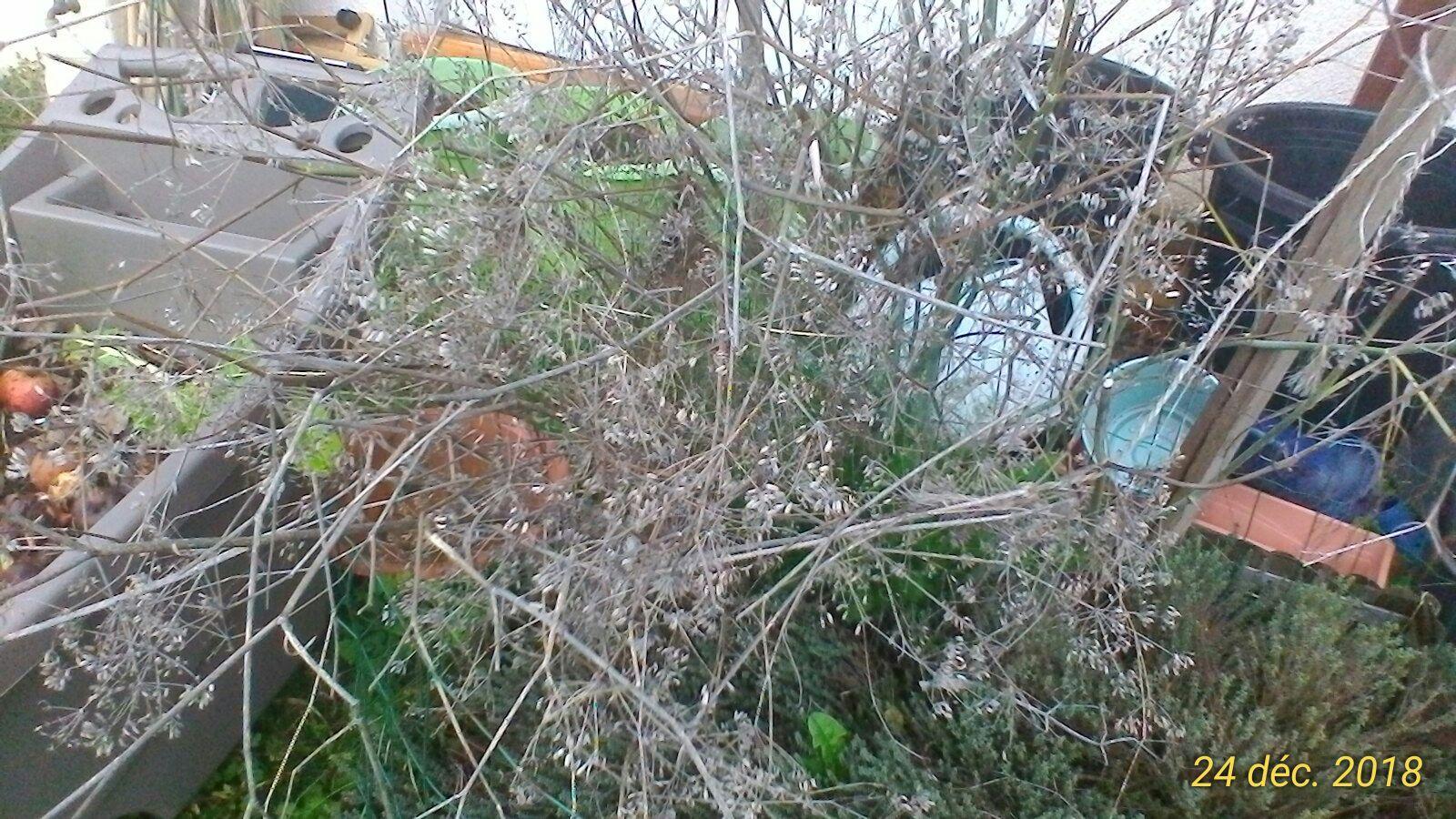 troc de troc graines de fenouil image 2