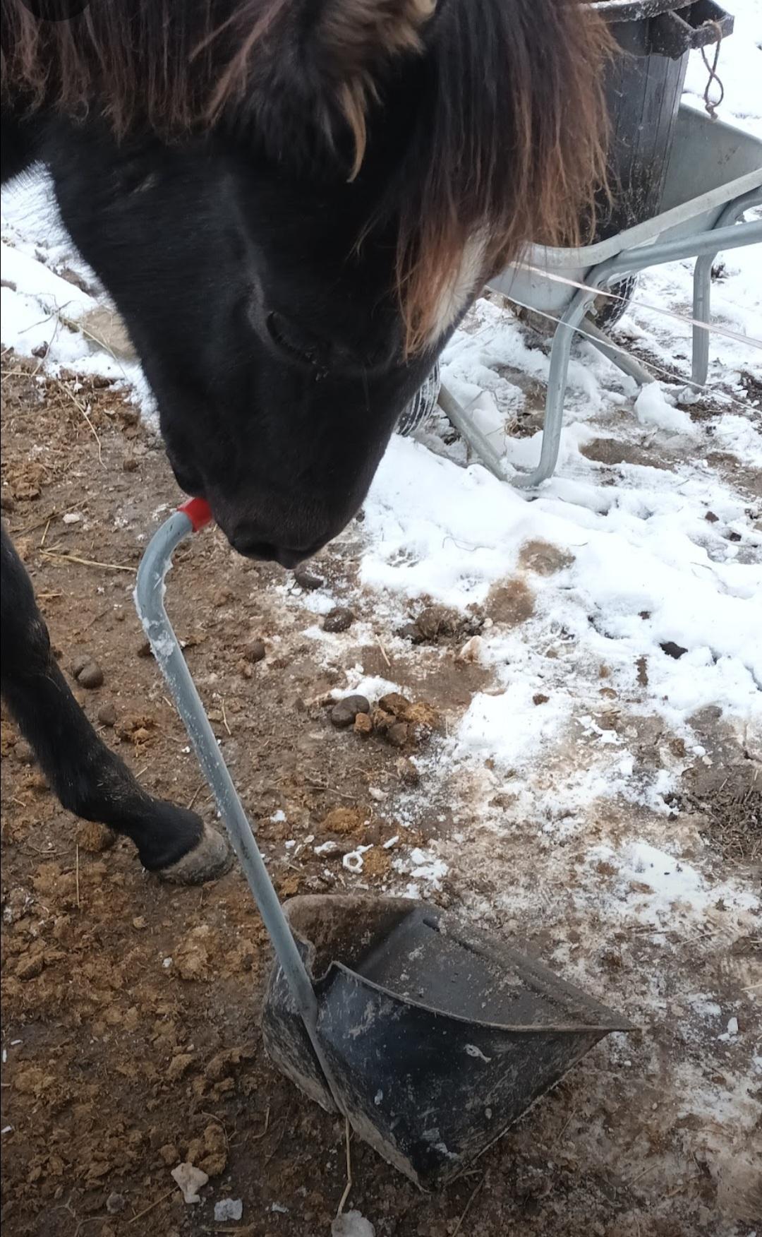 troc de troc fumier / crottins de cheval et d'âne pour le jardin image 2