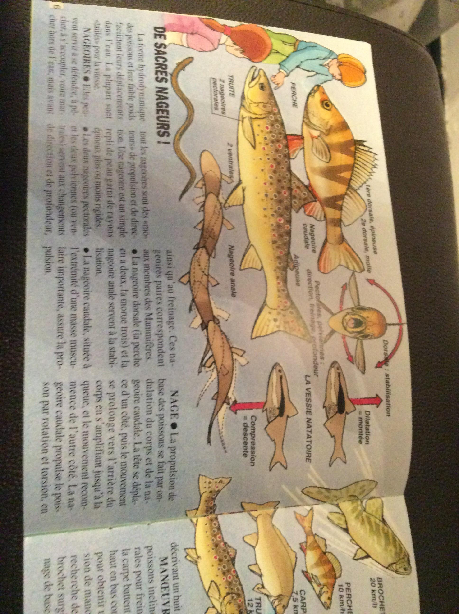 troc de troc livret sur les poissons 16 pages 19 5 cm sur 14 image 2