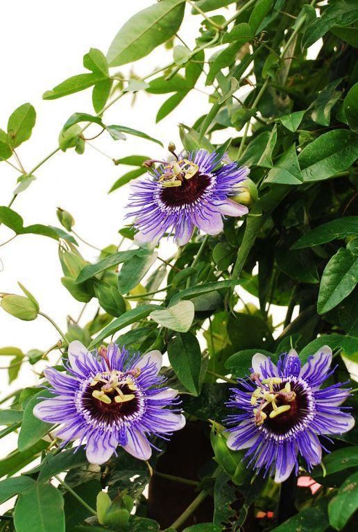 troc de troc graines de passiflore. image 0