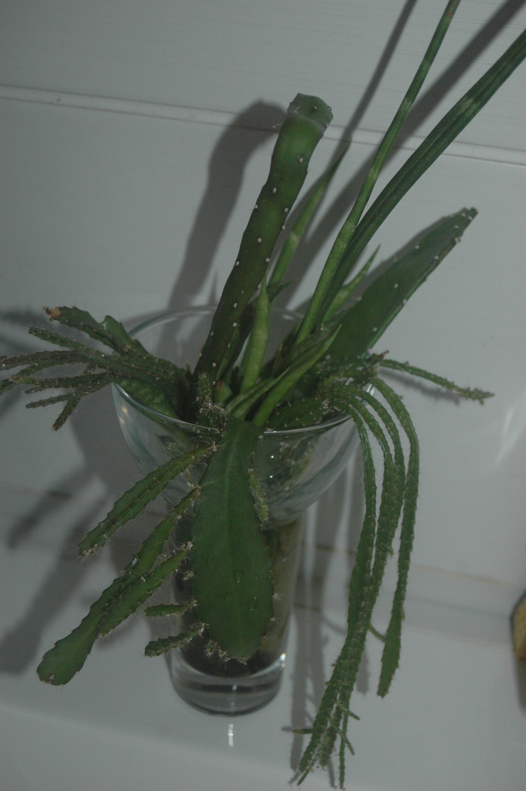troc de troc boutures plantes grasses (b) image 0