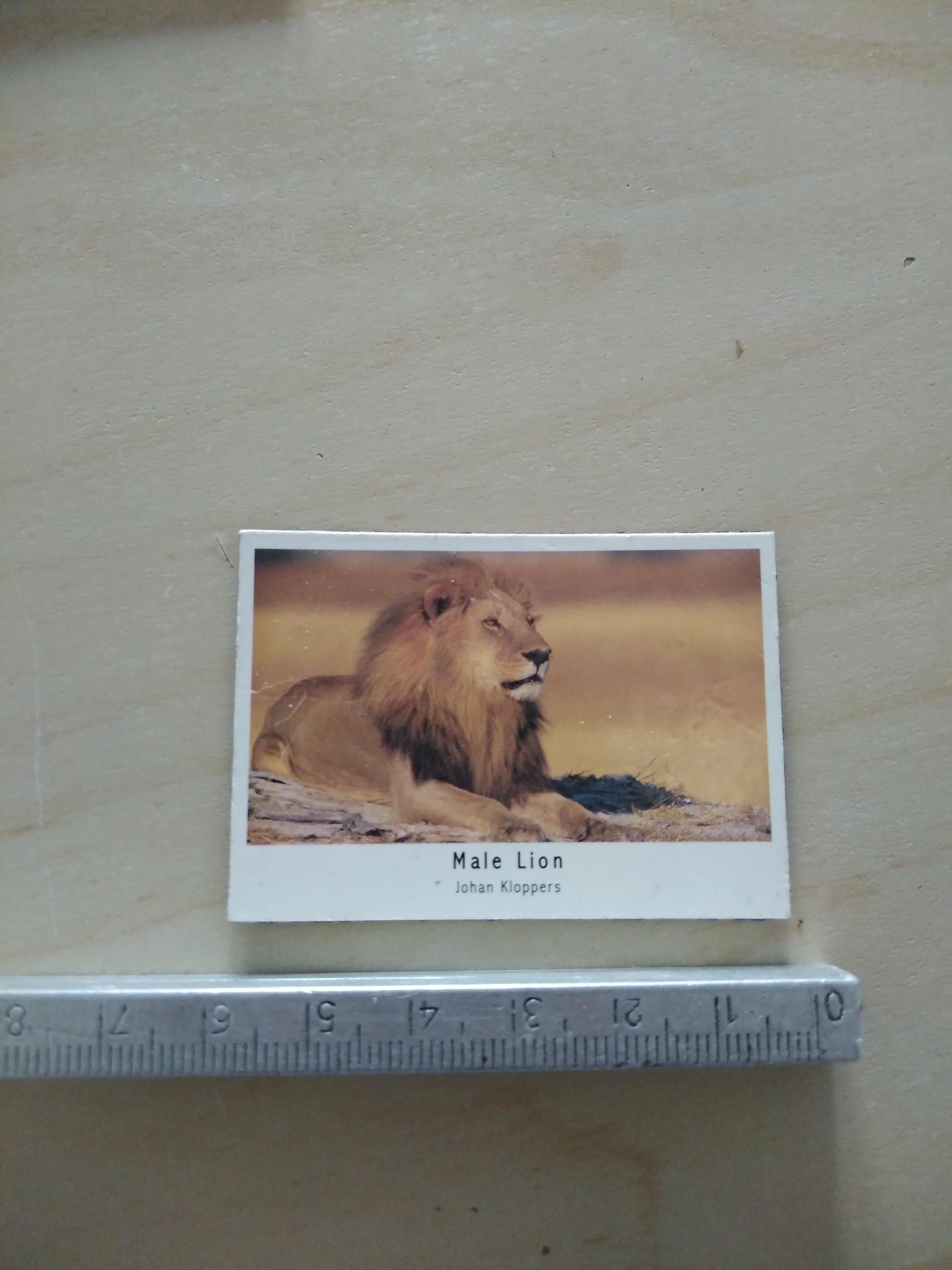 troc de troc 1 magnet lion image 0