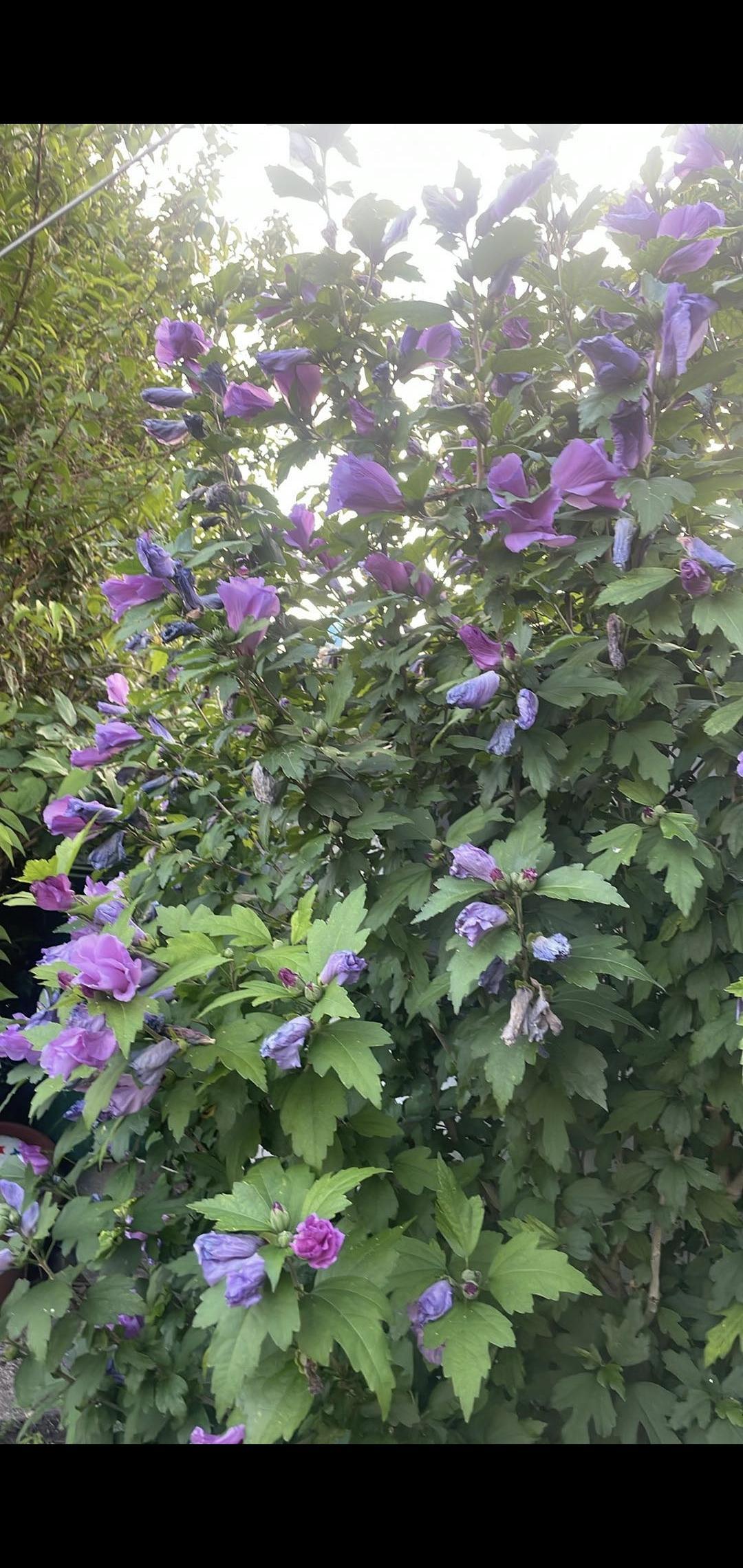 troc de troc hibiscus mauve image 0
