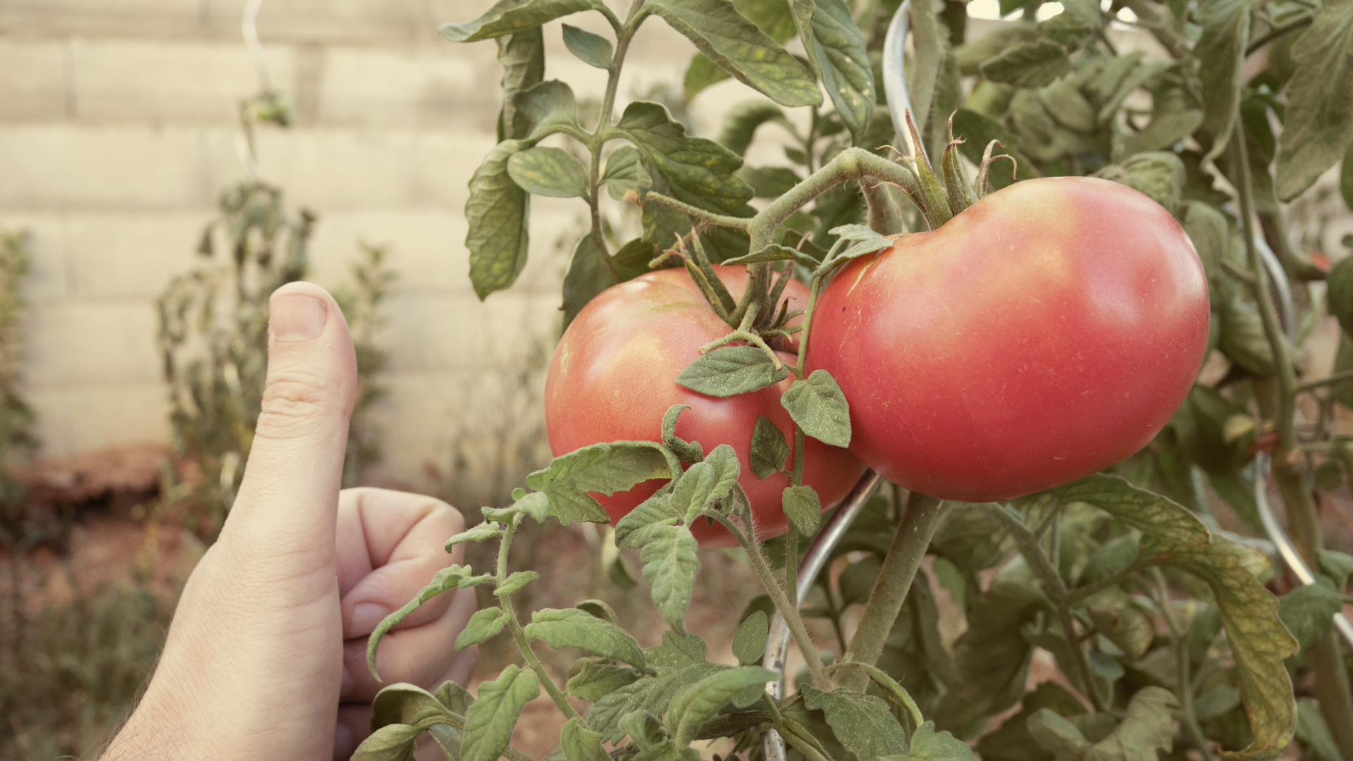 troc de troc semis bio / variétés anciennes image 0