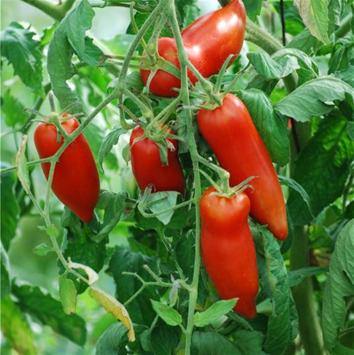 troc de troc 85 - tomate corne des andes graines image 0
