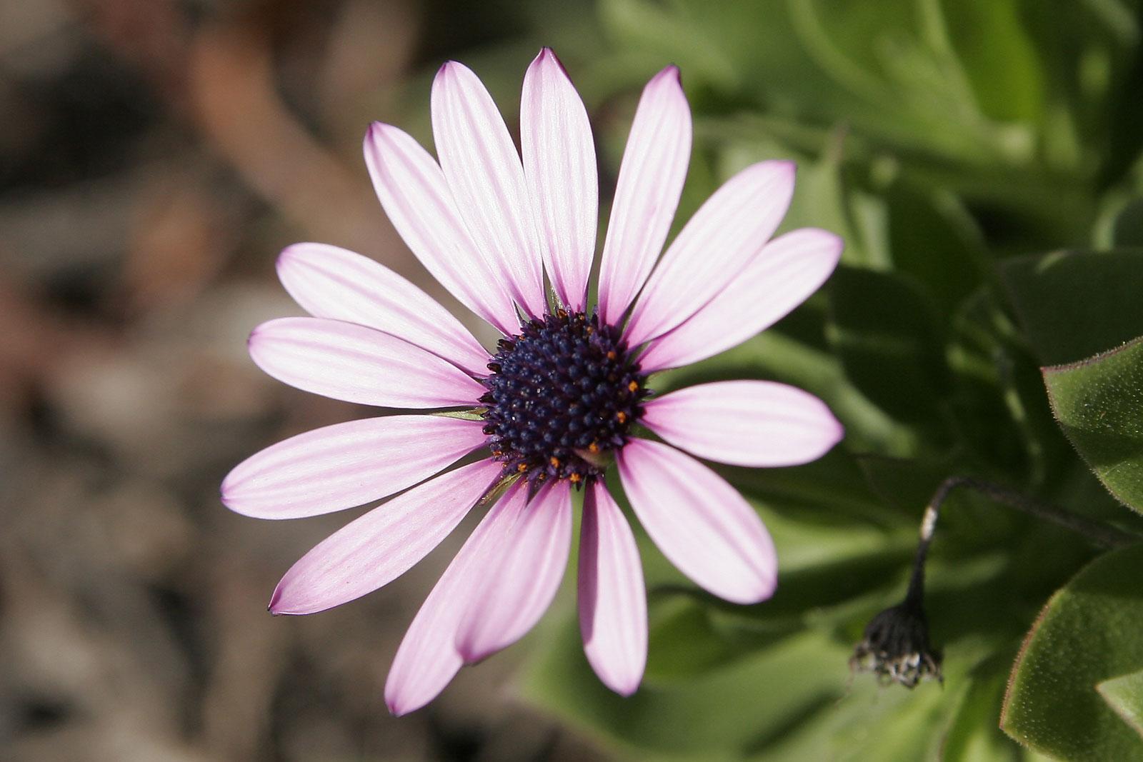 troc de troc graines de marguerites du cap (dimorphoceta sinuata) image 0