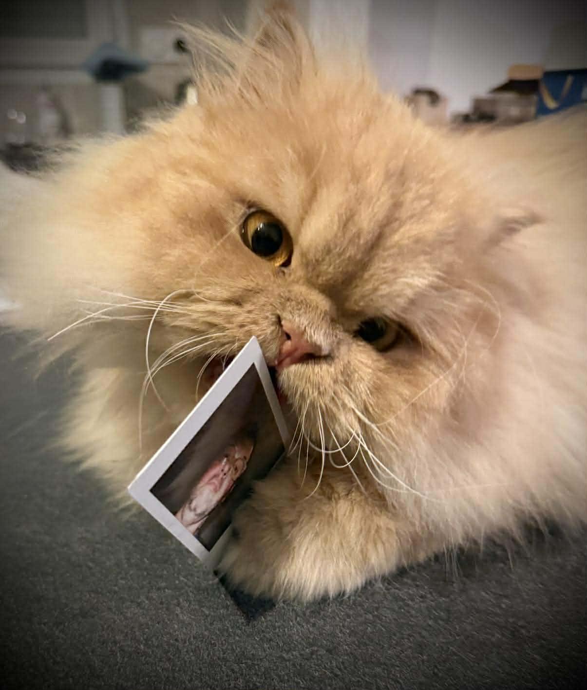 troc de troc colis en attente des bons d'envoi image 0