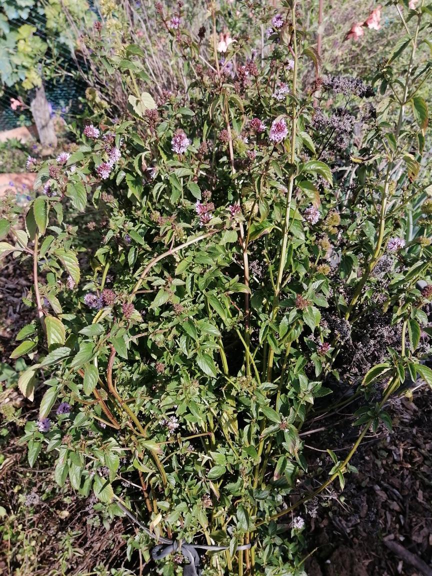 troc de troc menthe autre variété image 1