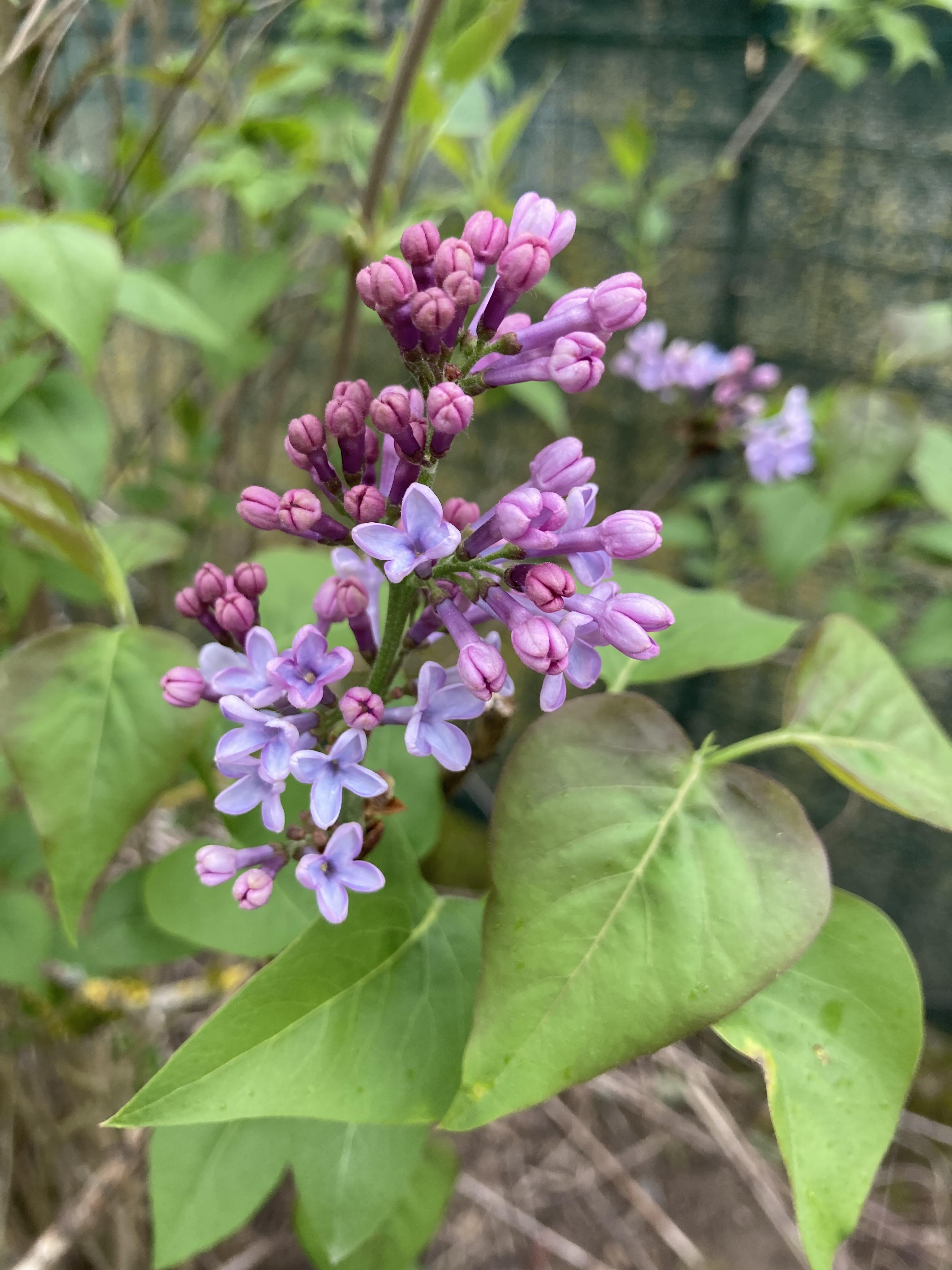 troc de troc bouture de lilas image 2