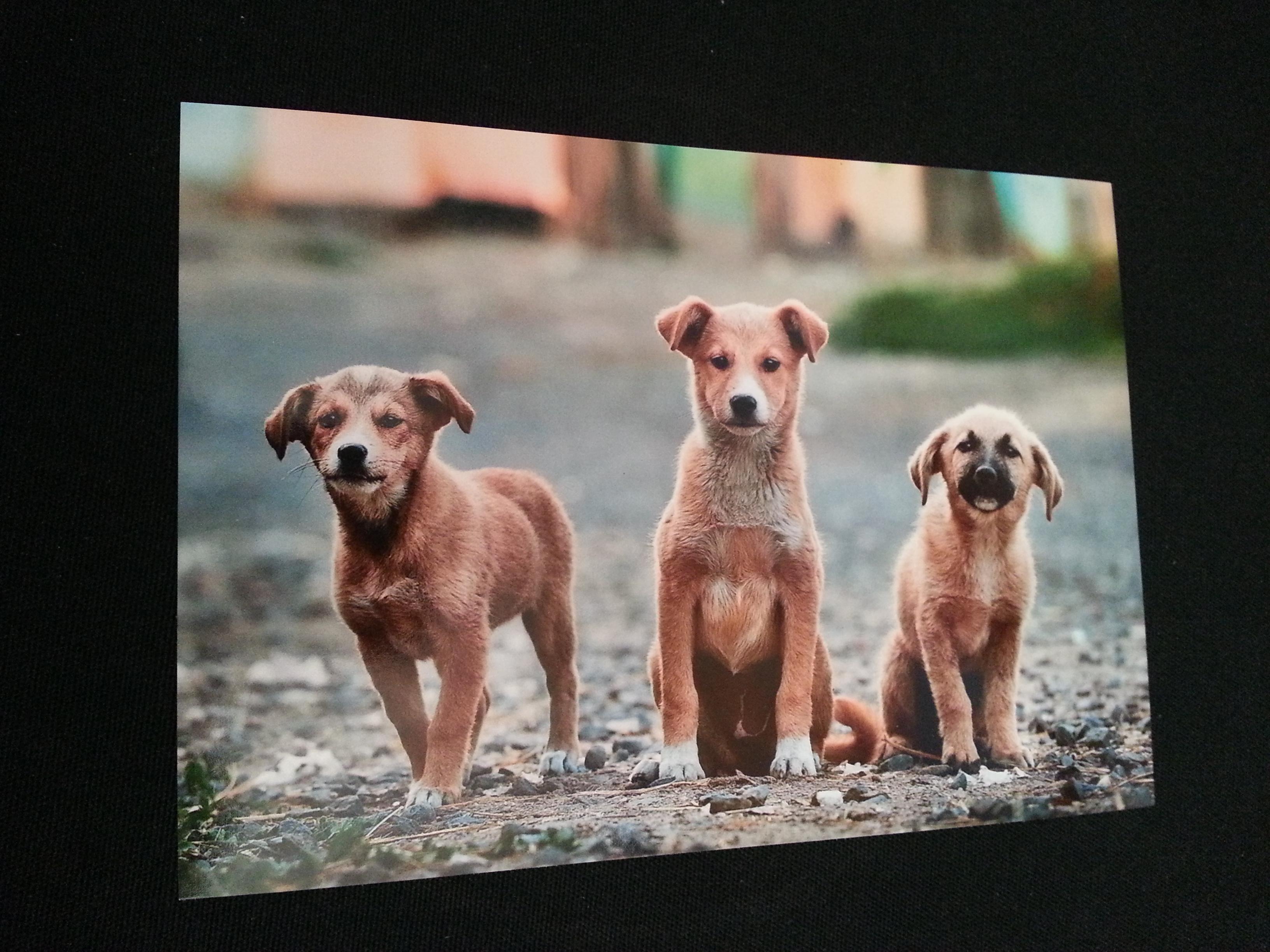 troc de troc carte " 3 chiens " format panoramique 14.8 x10.5 cm image 0