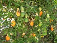troc de troc passiflore - fruits de la passion image 1