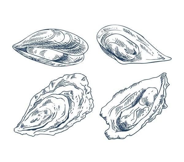 troc de troc recherche coquillages creux image 0