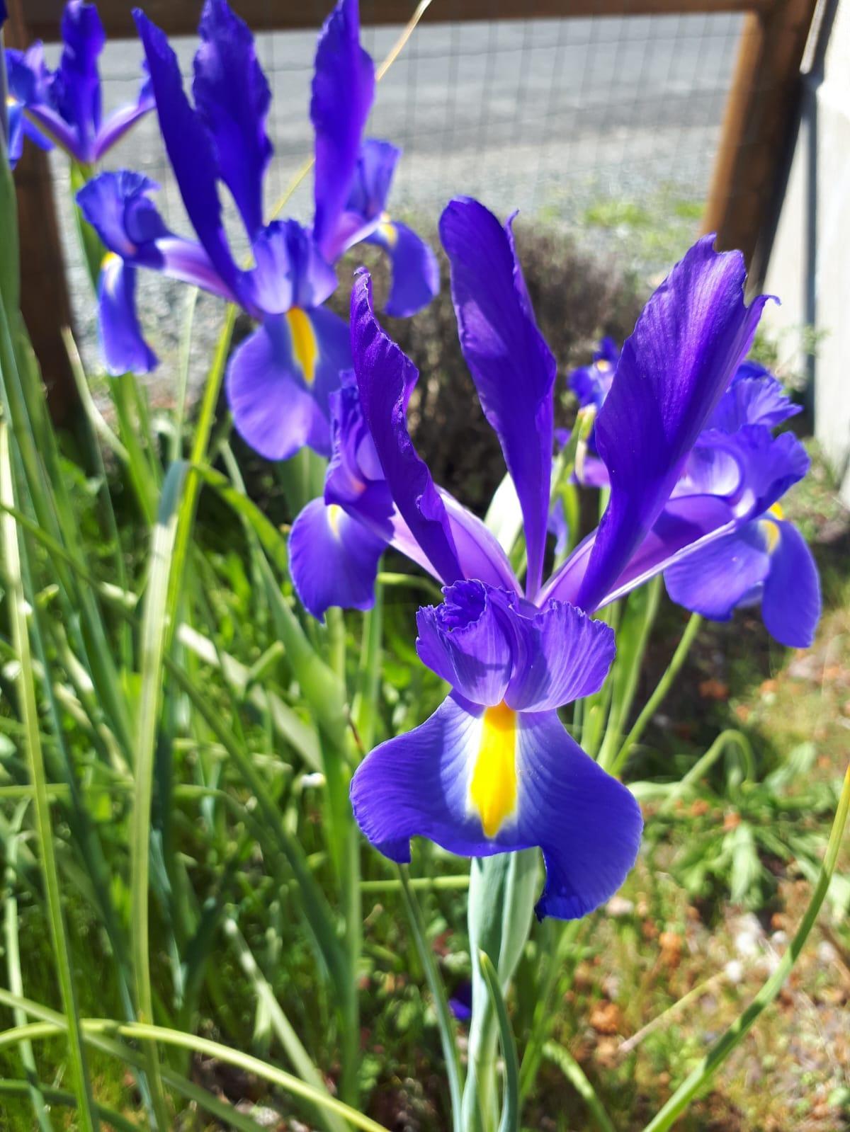 troc de troc iris d'espagne image 0