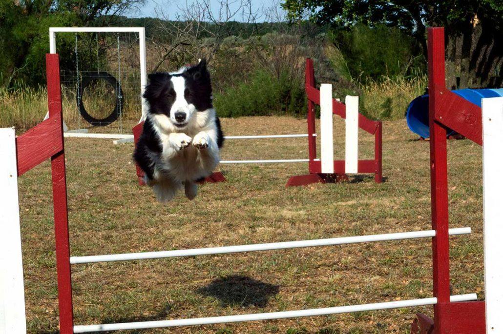 troc de troc cours d'agility & education canine image 0