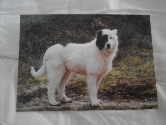 troc de troc carte postale chien de berger noir & blanc image 0
