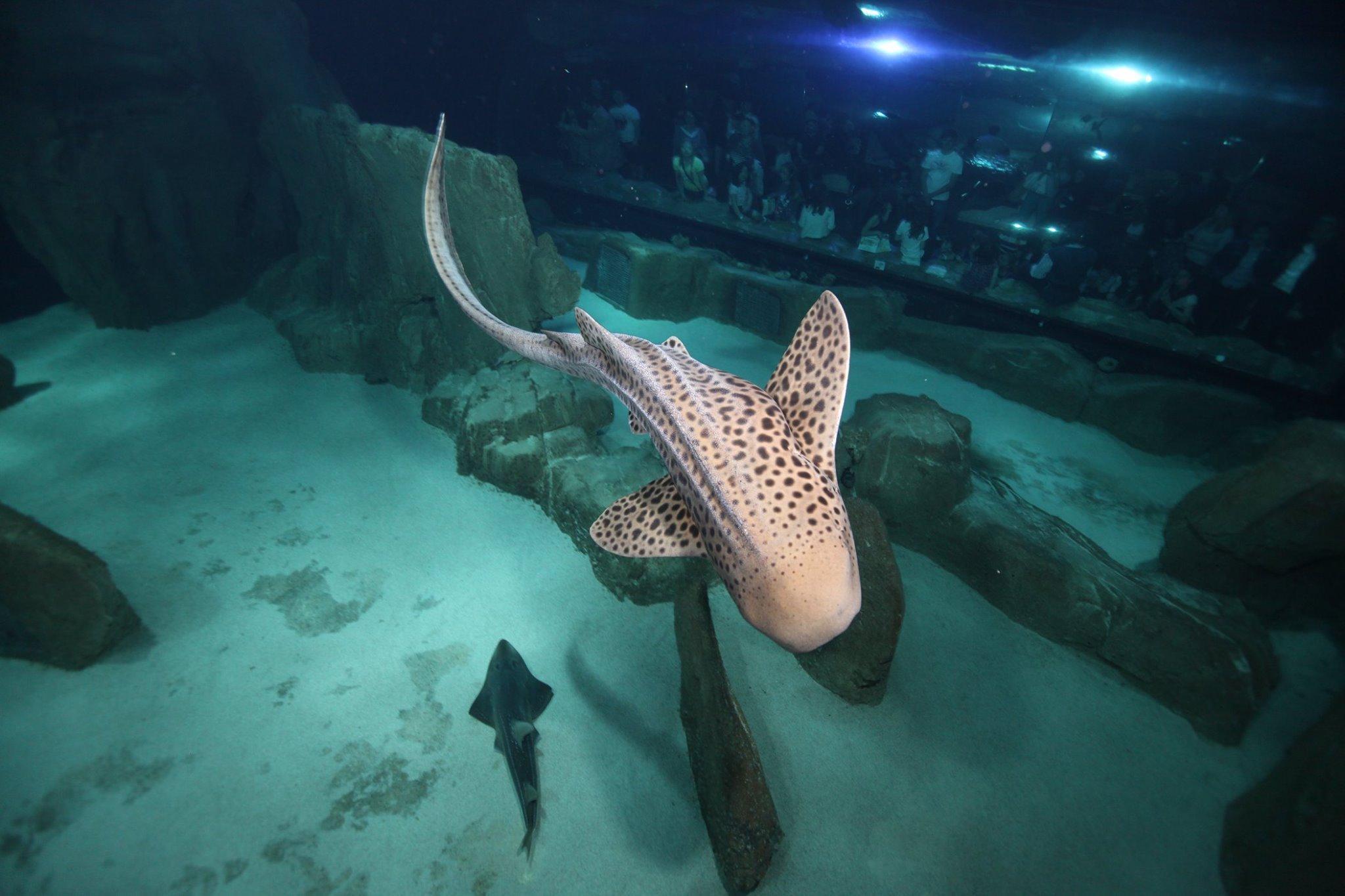 troc de troc *epuisés* pass famille aquarium de paris image 2