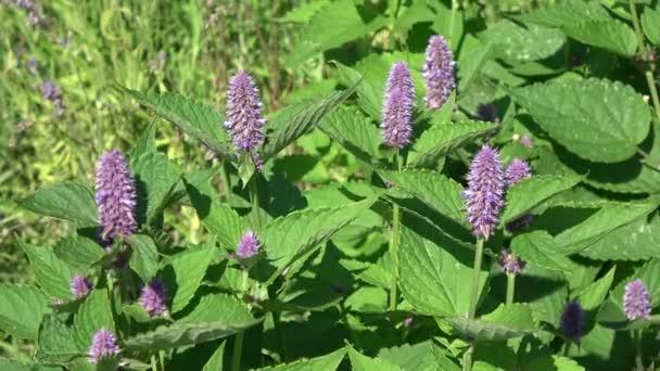 troc de troc graines d'agastache envoi compris image 0
