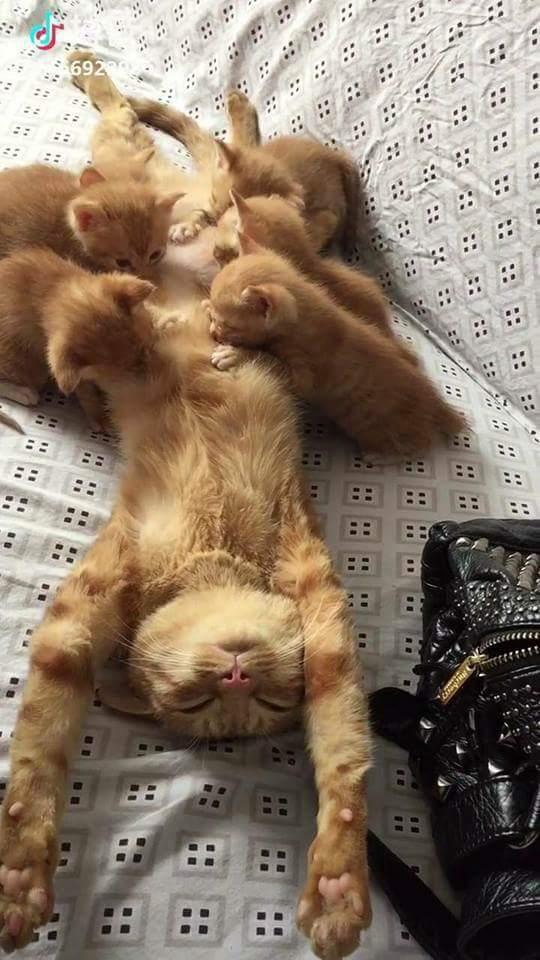 troc de troc garde de chats week-end image 0