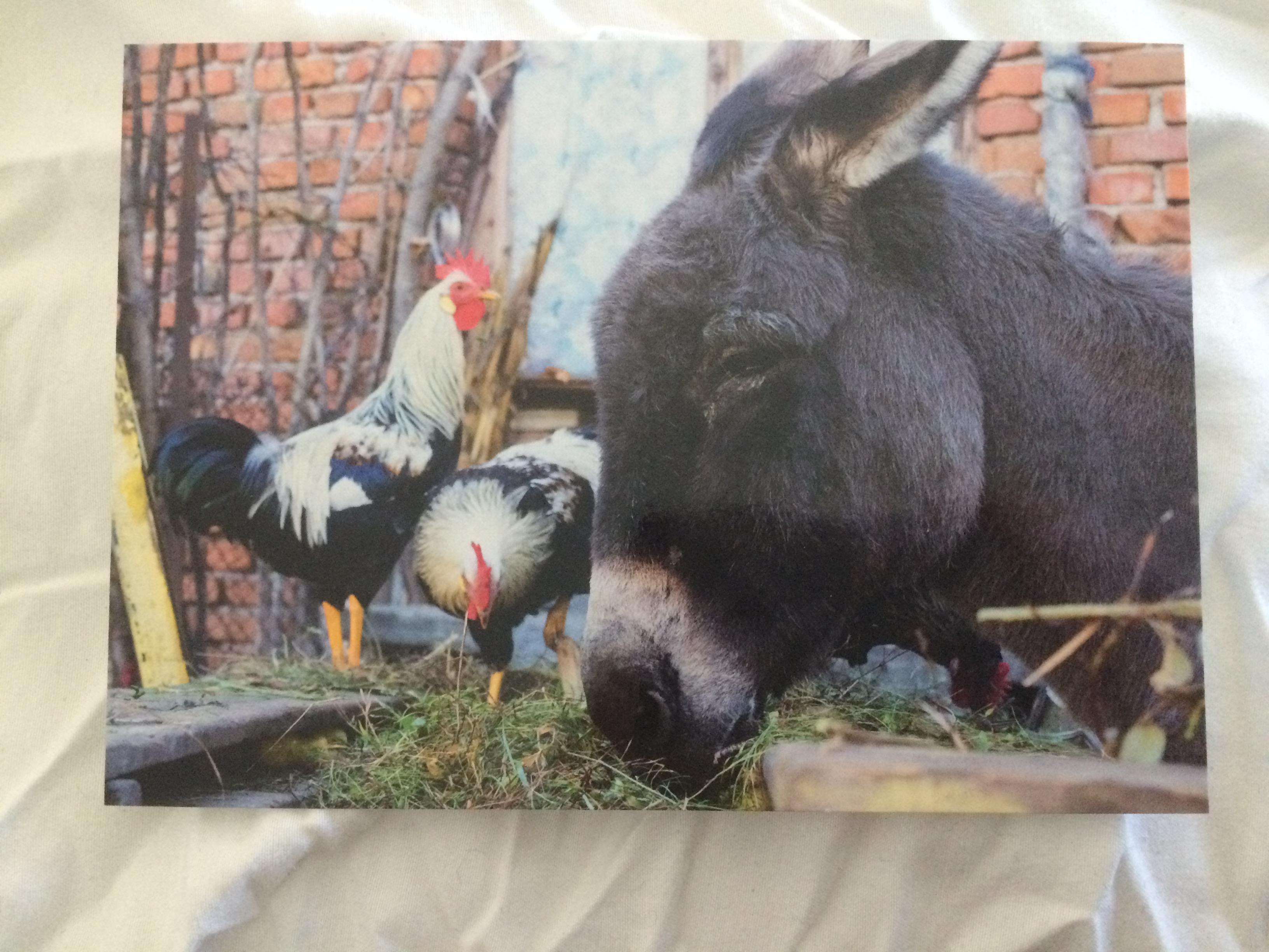 troc de troc carte postale âne et 2 poules papier glacé brillant image 0