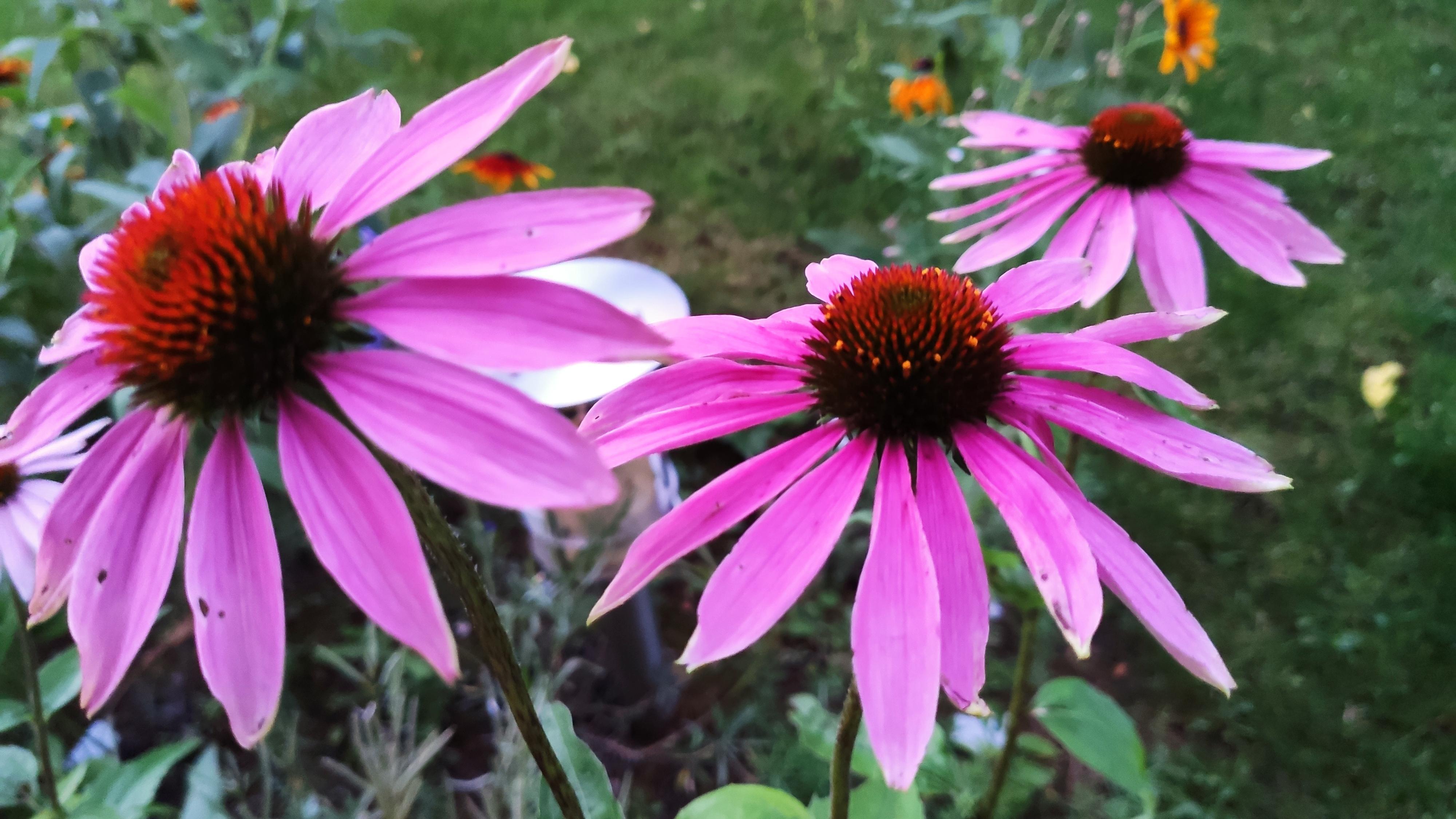 troc de troc plants vivaces image 1