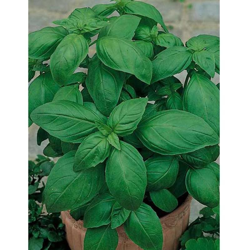 troc de troc graines de basilic grand vert image 0