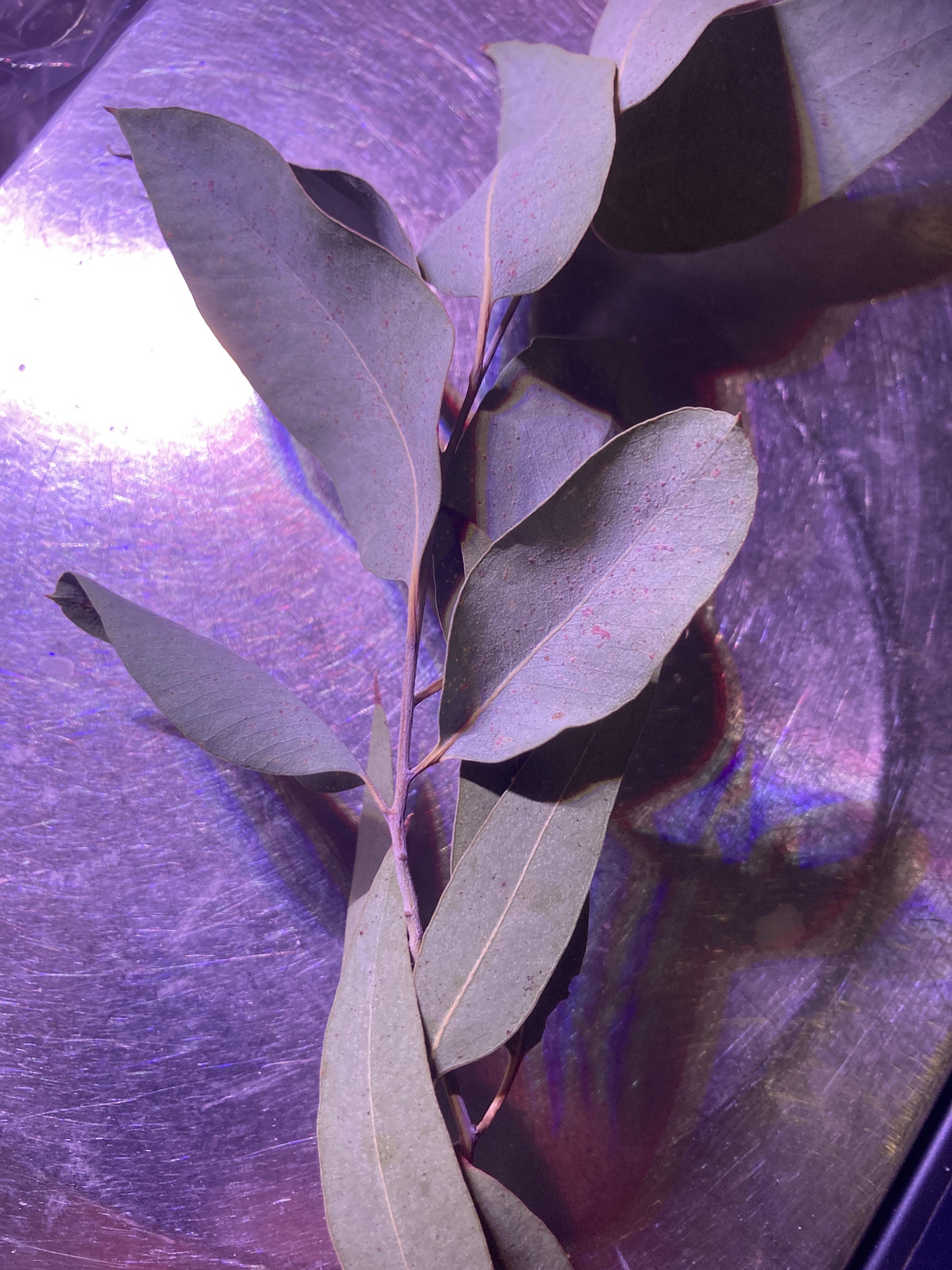 troc de troc feuilles d’eucalyptus séchées 10 g image 0