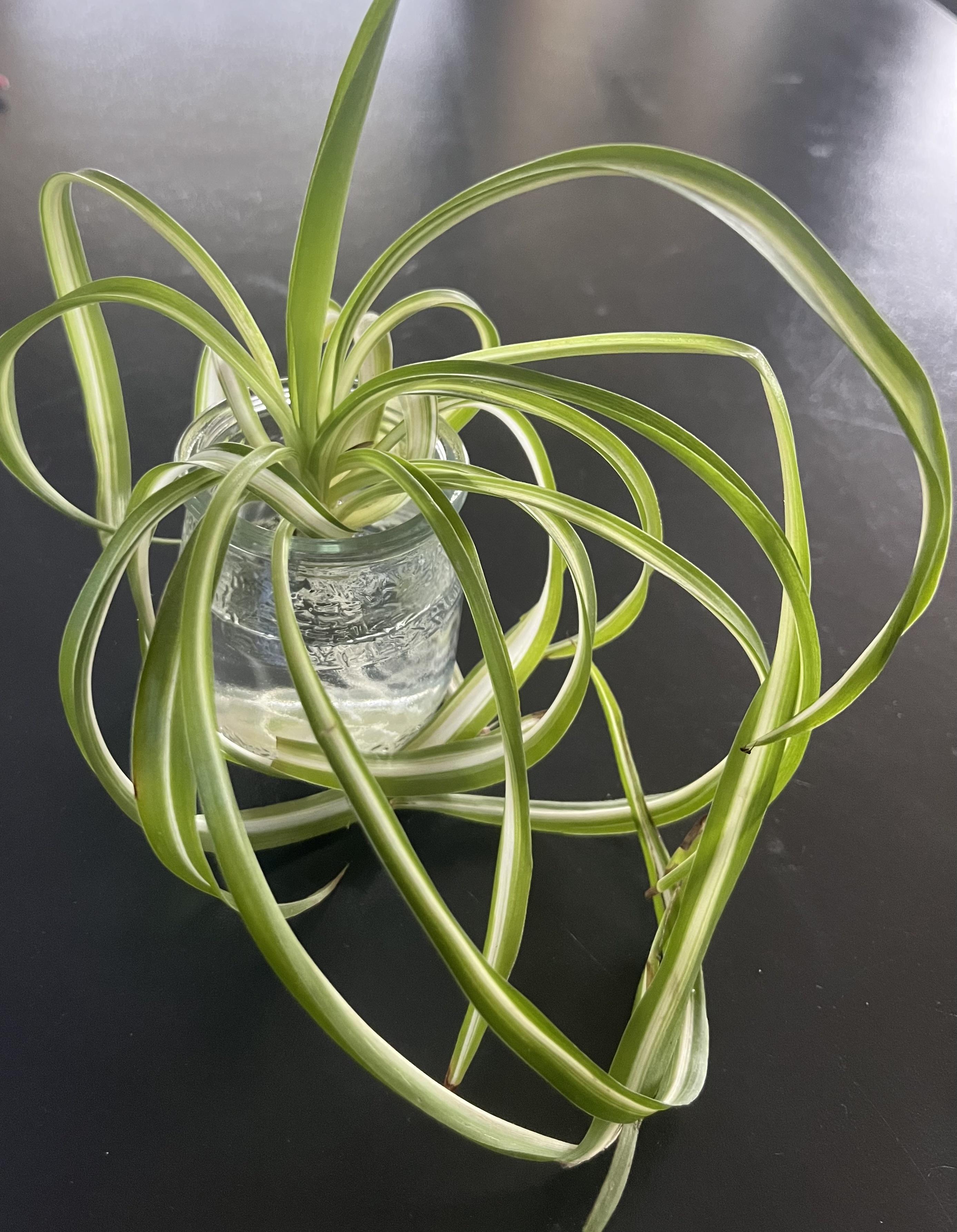 troc de troc « plante araignée » image 0