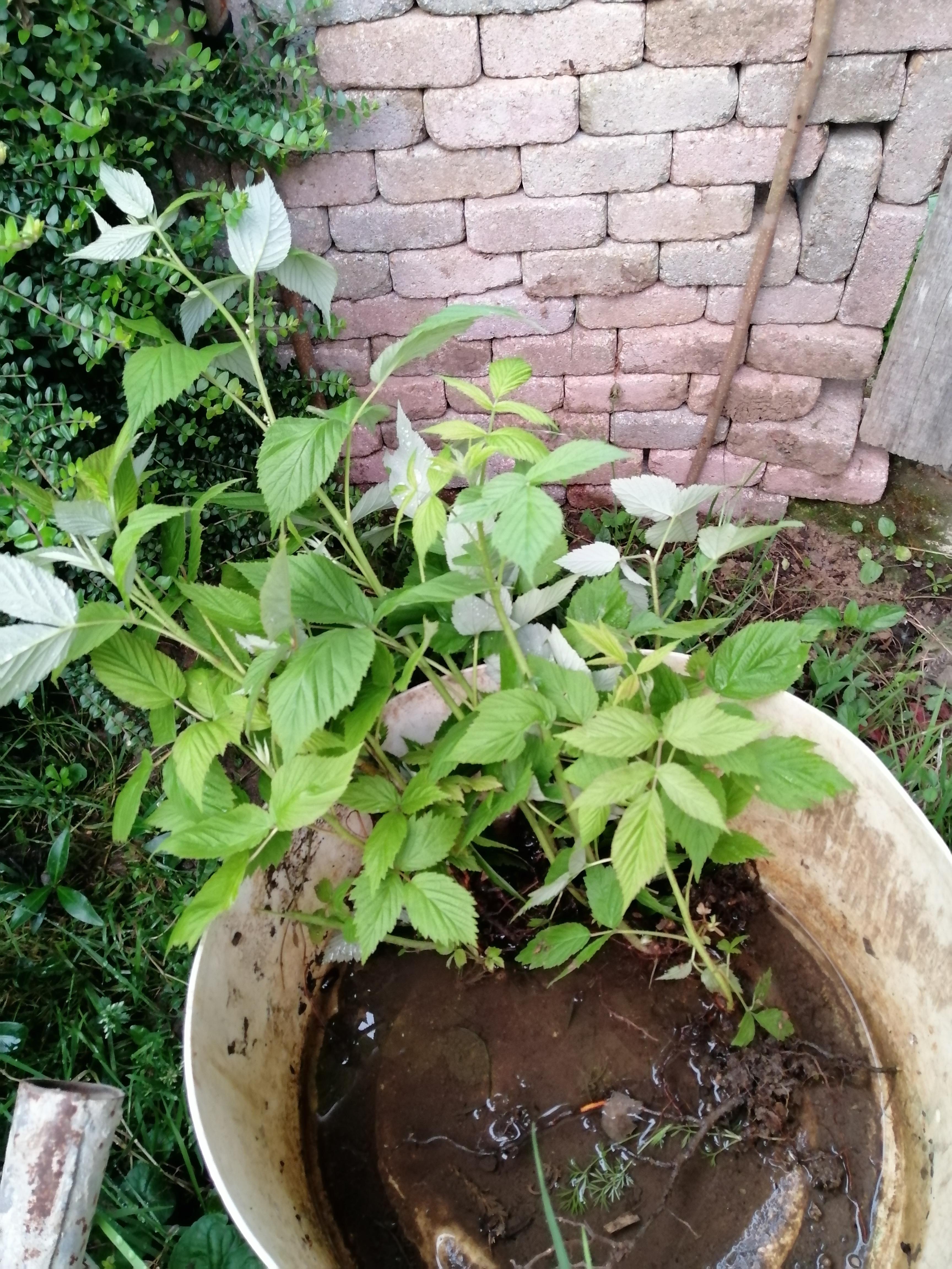 troc de troc petits plants de framboisiers image 0