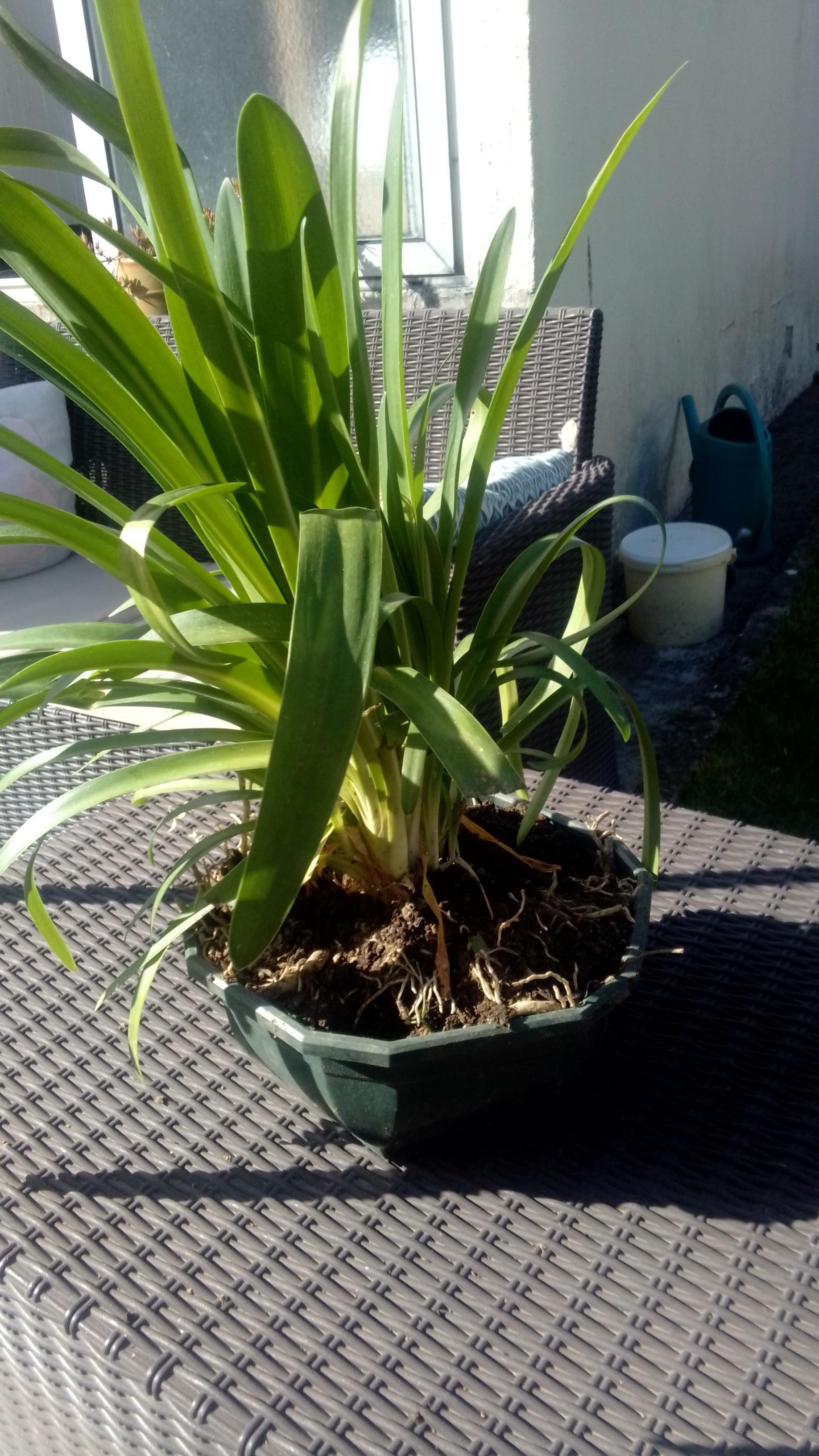 troc de troc plant d'agapanthe image 0