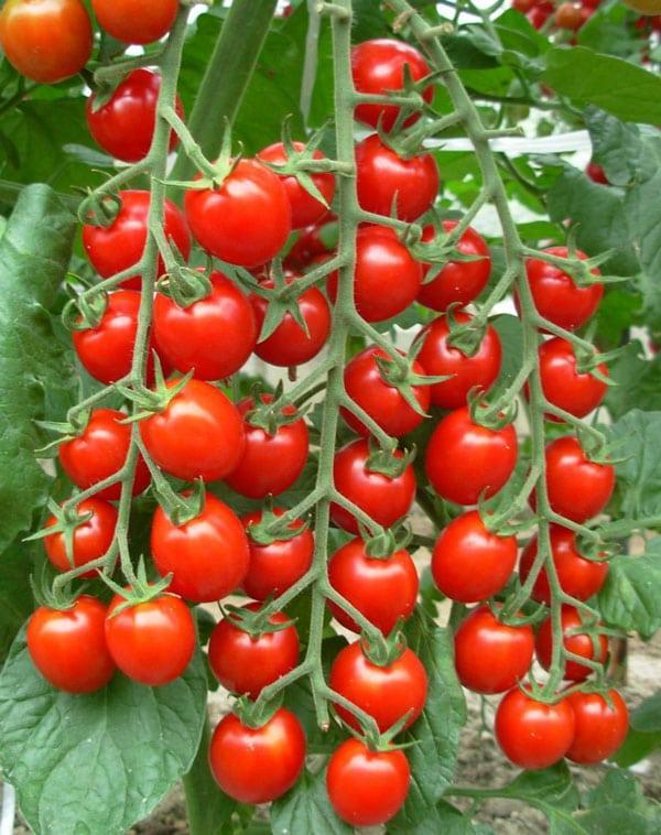 troc de troc 86 - petite tomate grappe graines image 0