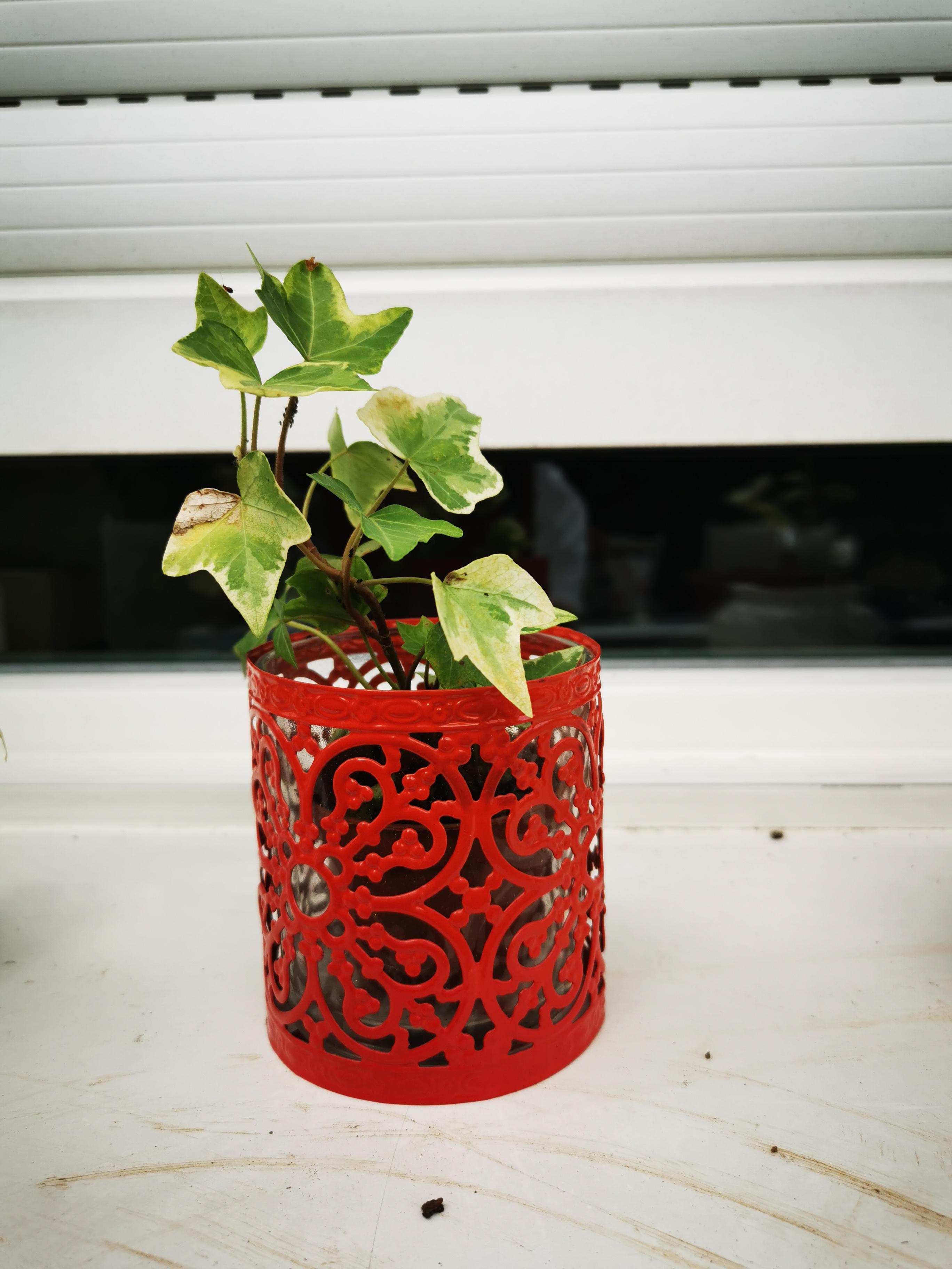 troc de troc plantes image 1