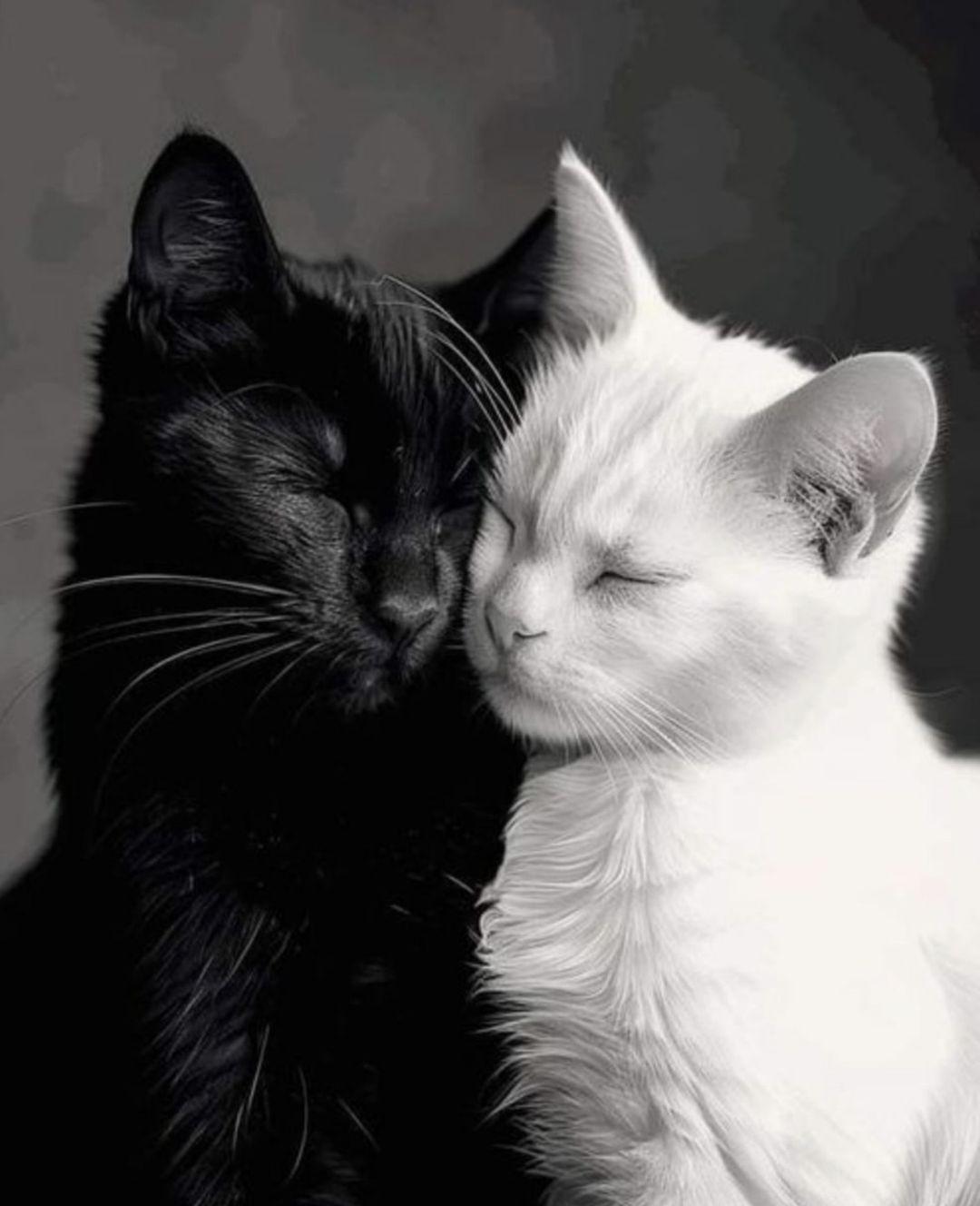 troc de troc divers trocs maria dac image 0