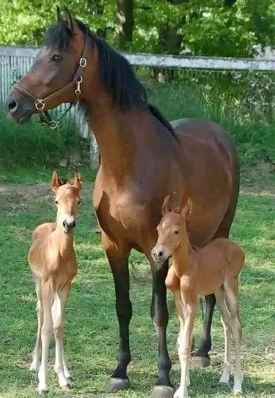 troc de troc pour bulle image 0