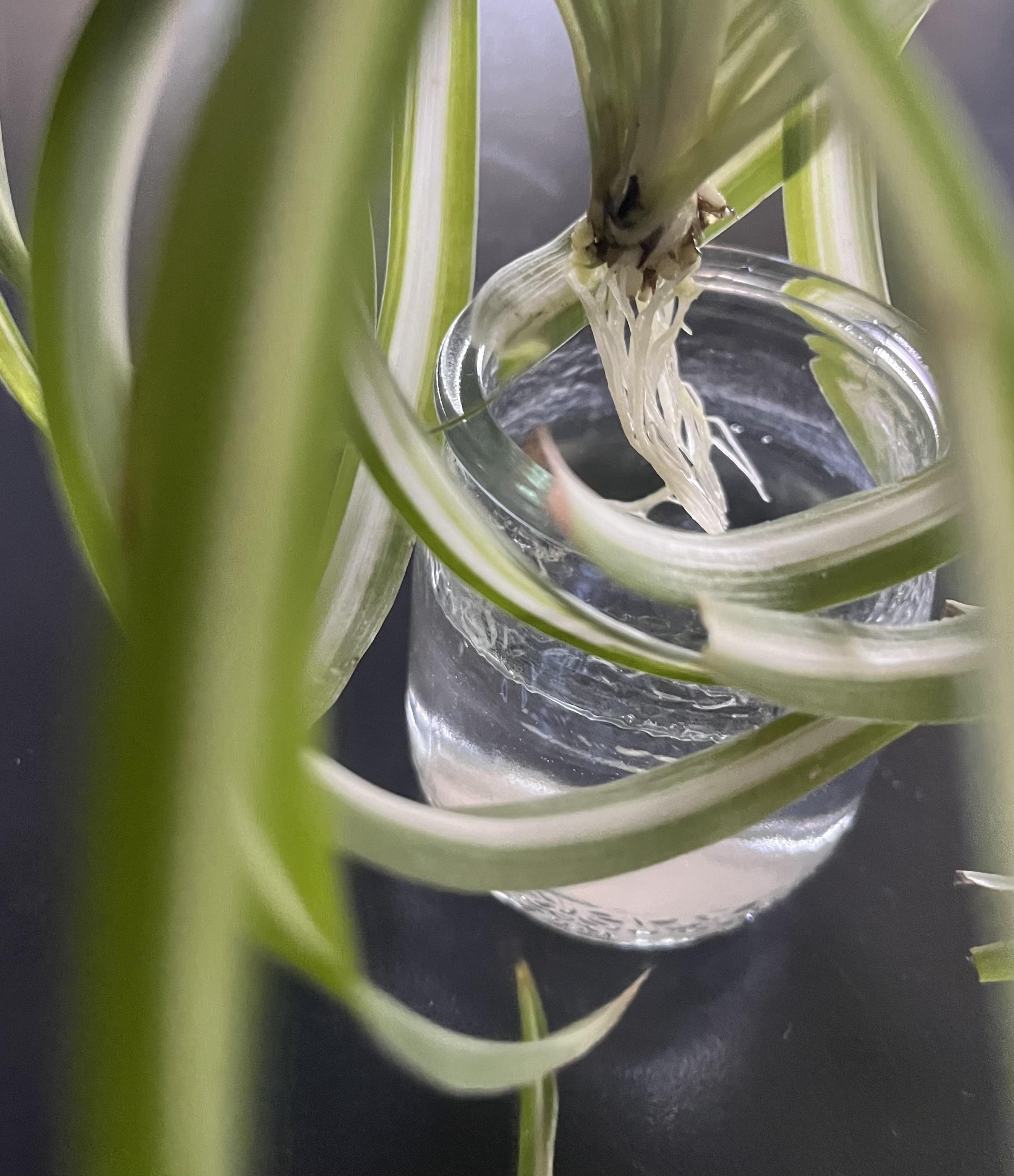 troc de troc « plante araignée » image 1