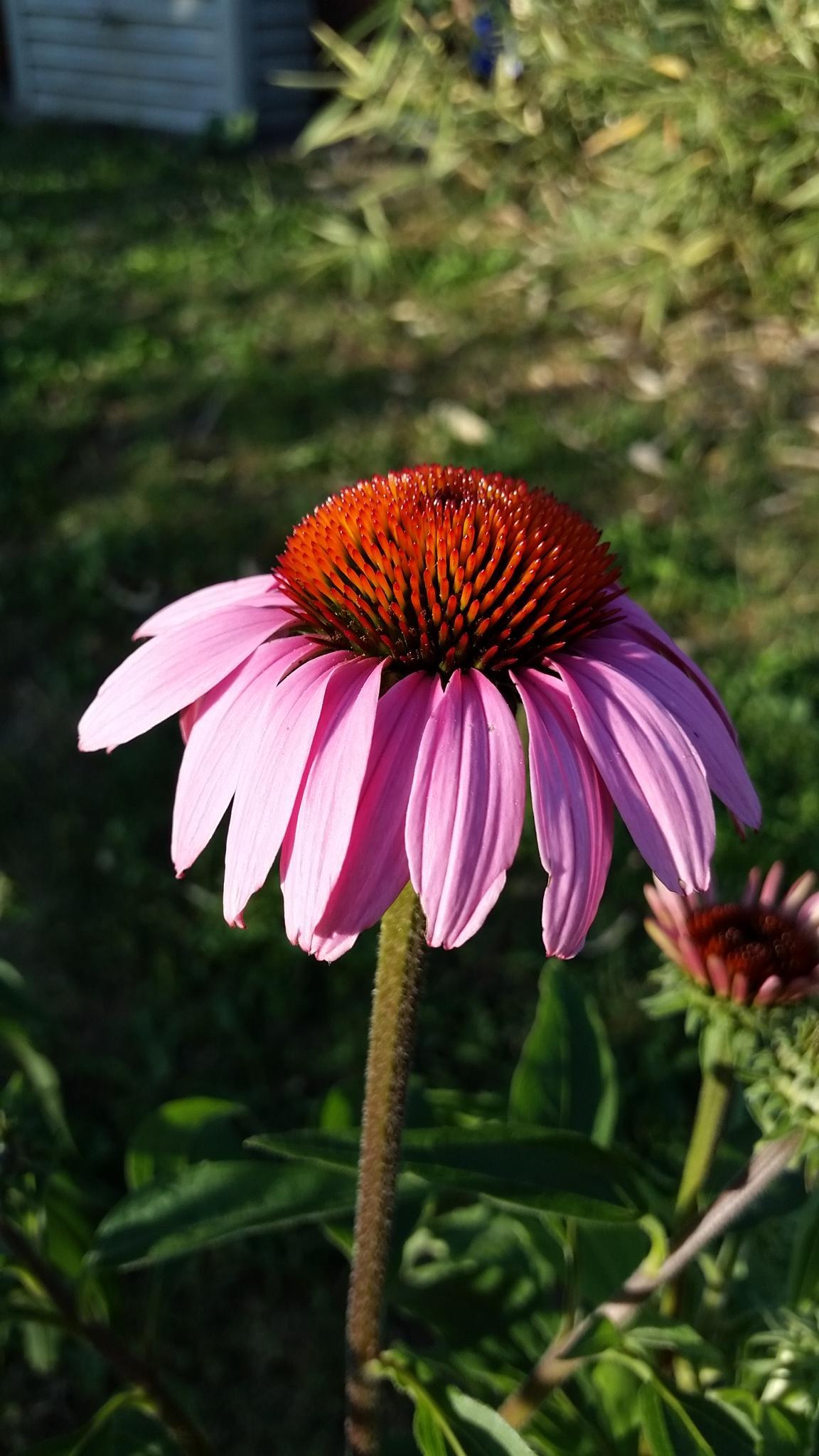 troc de troc plants vivaces image 0